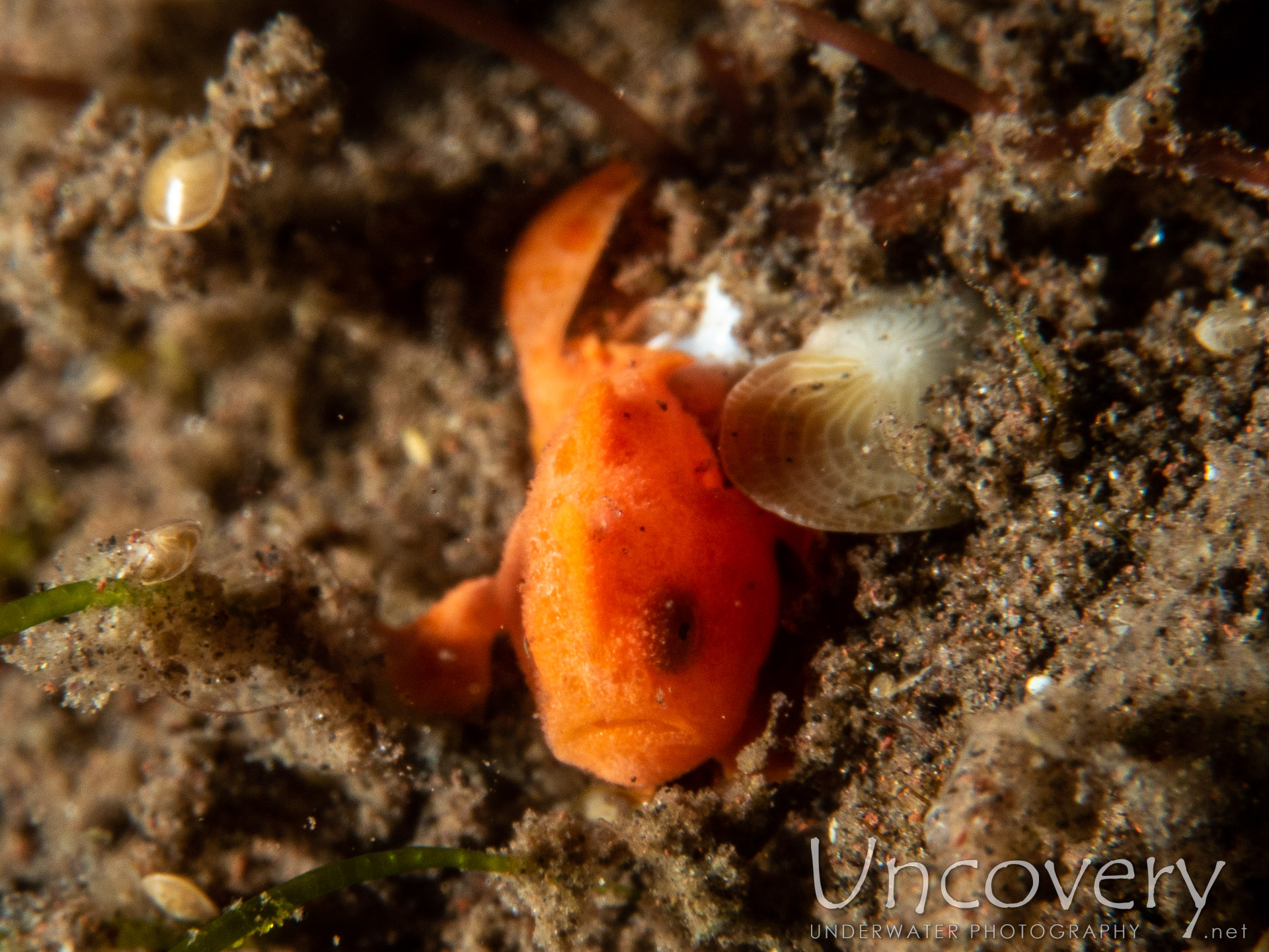 Painted Frogfish (antennarius Pictus), photo taken in Indonesia, Bali, Tulamben, Batu Niti Slope