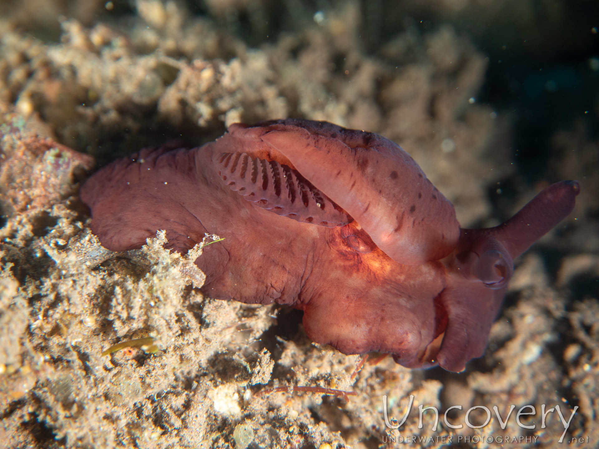 Nudibranch (to Be Defined), photo taken in Indonesia, Bali, Tulamben, Batu Niti Slope