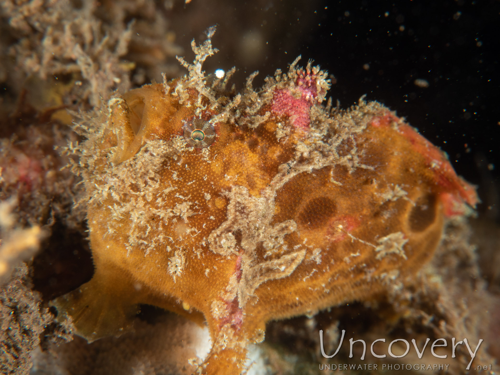 Painted Frogfish (antennarius Pictus), photo taken in Indonesia, Bali, Tulamben, Batu Niti Slope