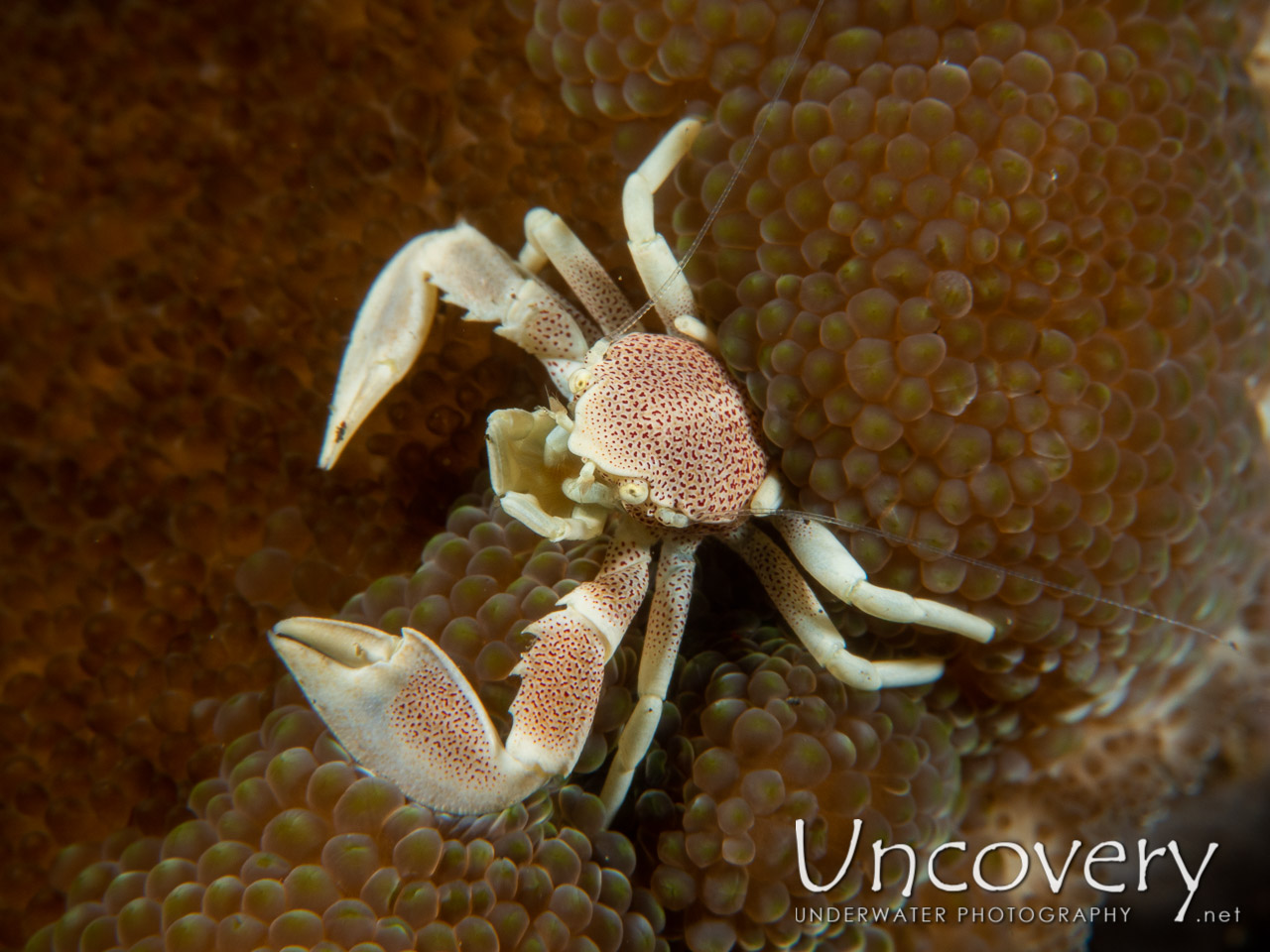 Spotted Porcelain Crab (neopetrolisthes Maculatus) shot in Indonesia|Bali|Tulamben|Batu Niti Reef