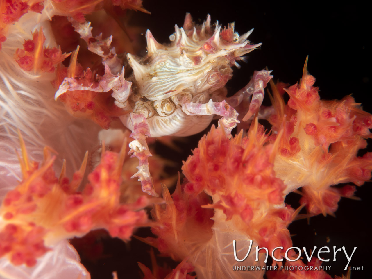 Candy Crab (hoplophrys Oatesi) shot in Indonesia|Bali|Tulamben|Batu Niti Reef