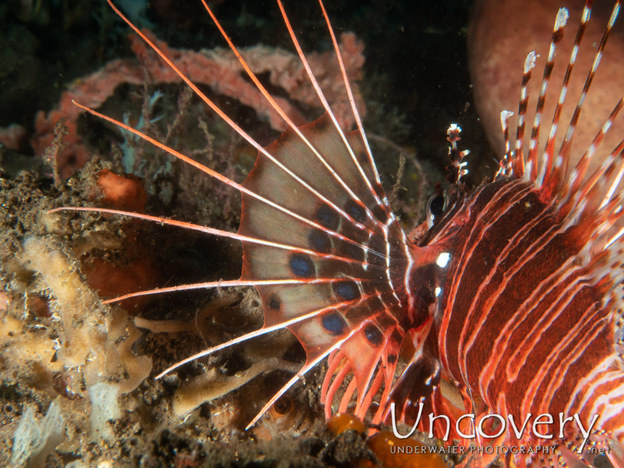 Spotfin Lionfish (pterois Antennata) shot in Indonesia|Bali|Tulamben|Batu Niti Reef