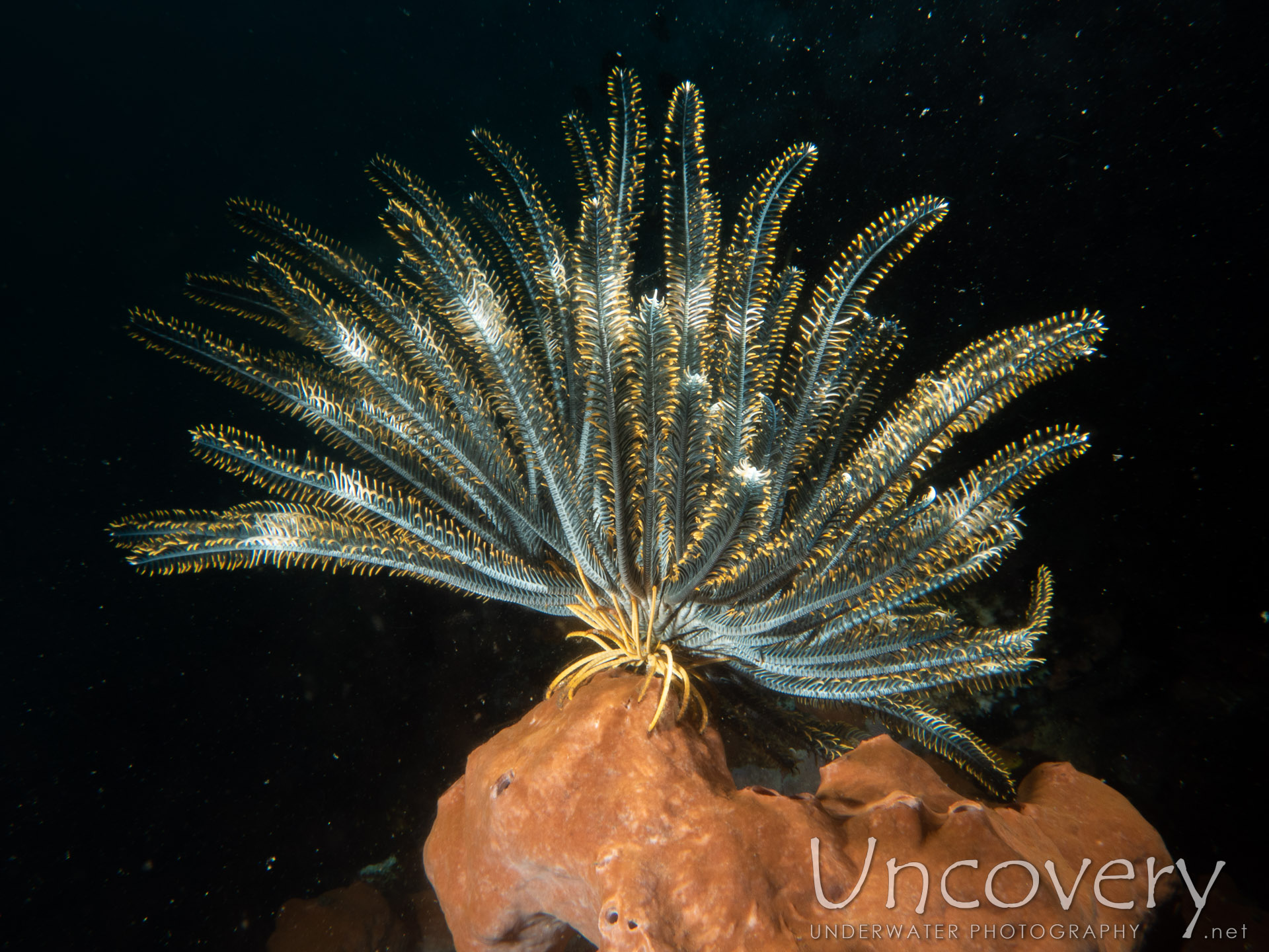 Feather Star (crinoidae), photo taken in Indonesia, Bali, Tulamben, Batu Niti Reef