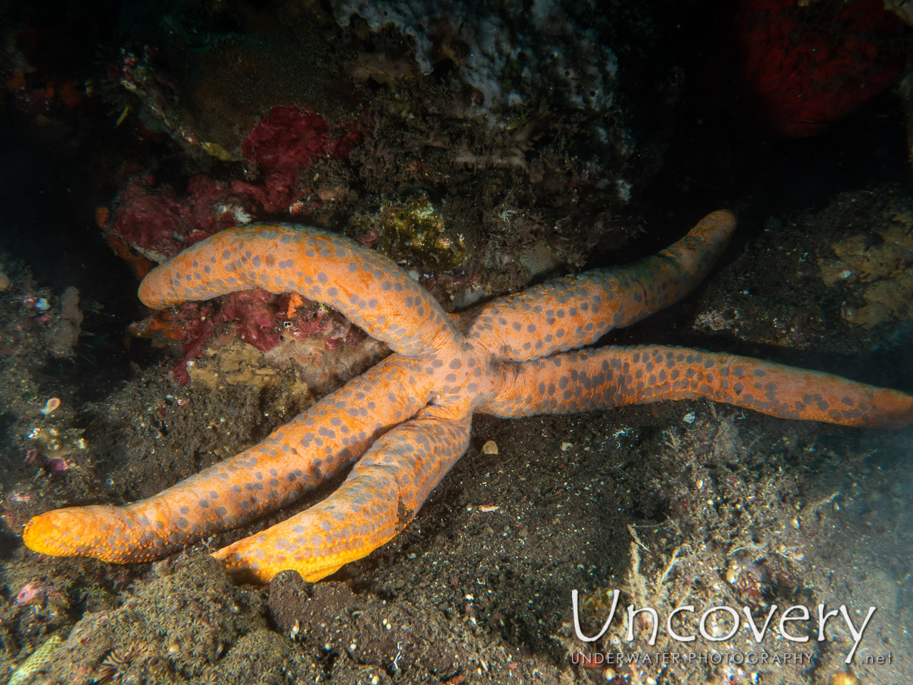 Starfish, photo taken in Indonesia, Bali, Tulamben, Batu Niti Reef