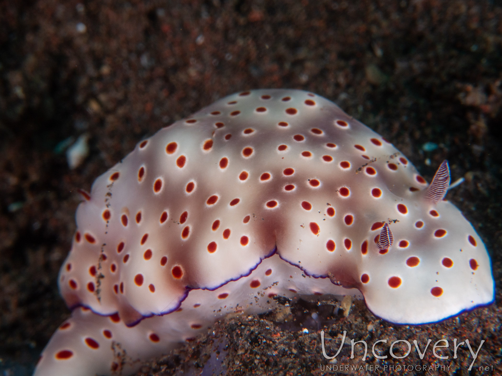 Nudibranch (hypselodoris Tryoni), photo taken in Indonesia, Bali, Tulamben, Batu Niti Reef