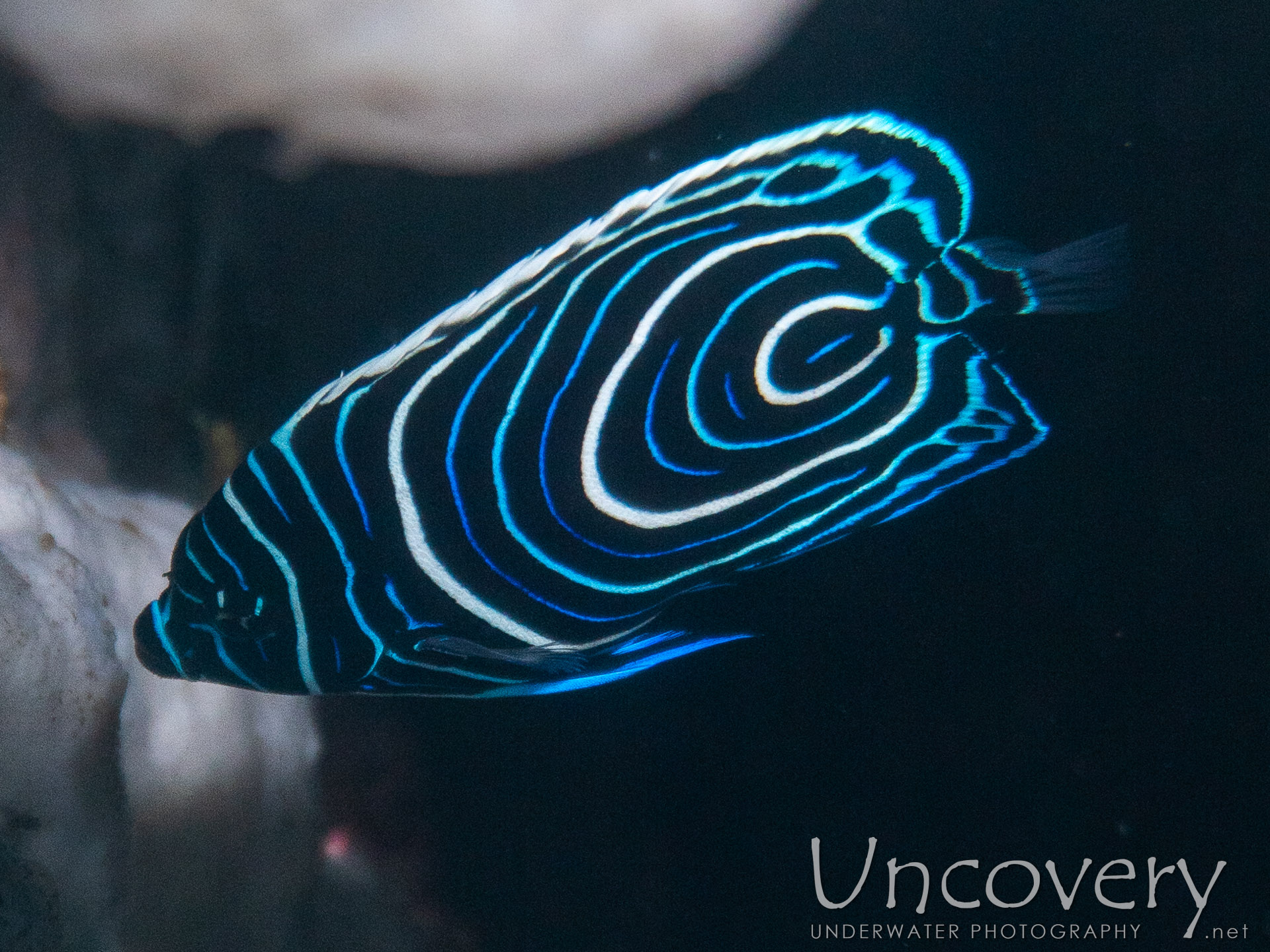 Emperor Angelfish (pomacanthus Imperator), Juvenile, photo taken in Indonesia, Bali, Tulamben, Batu Niti Reef