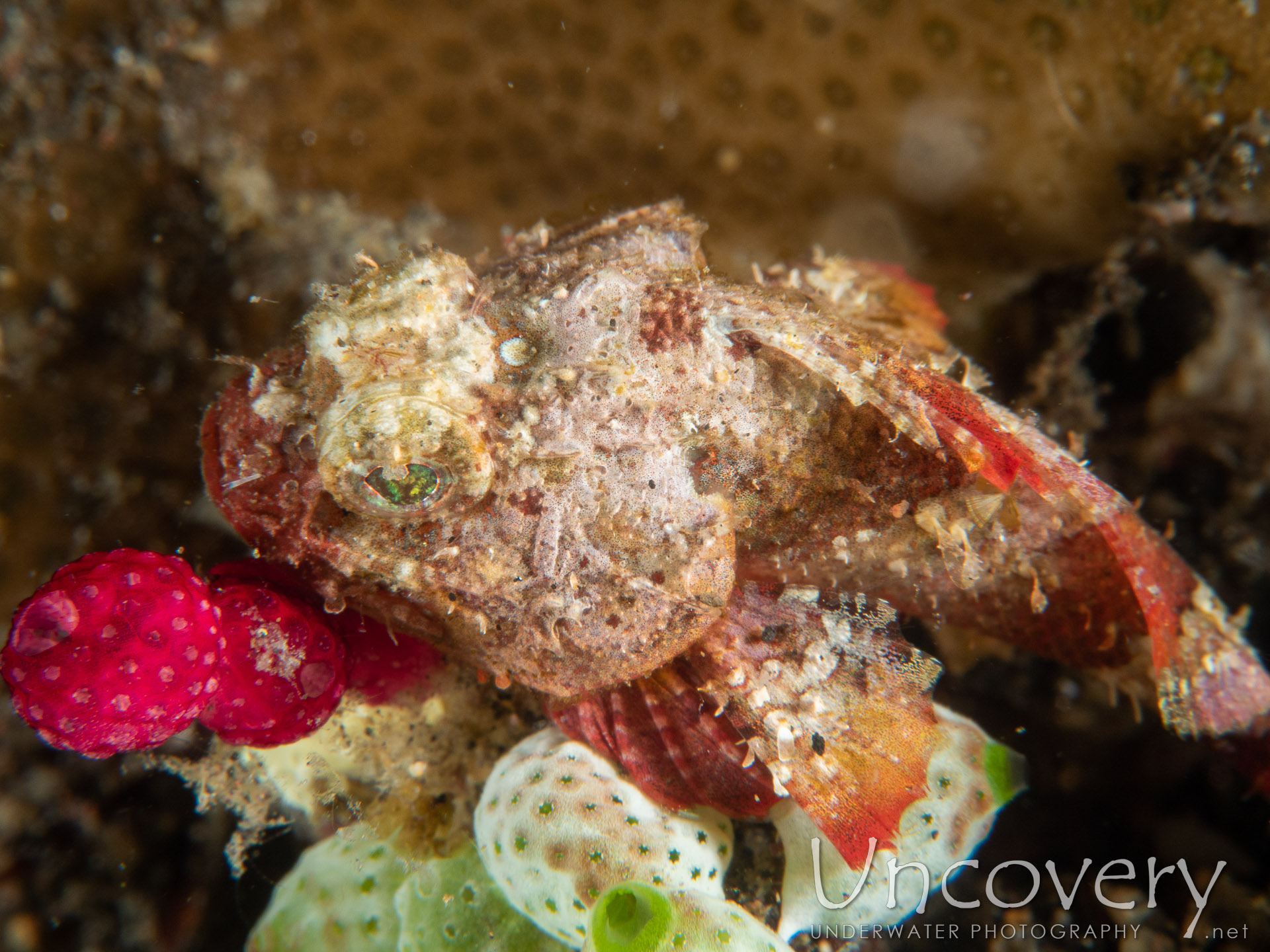 00 To Be Determined, photo taken in Indonesia, Bali, Tulamben, Coral Garden