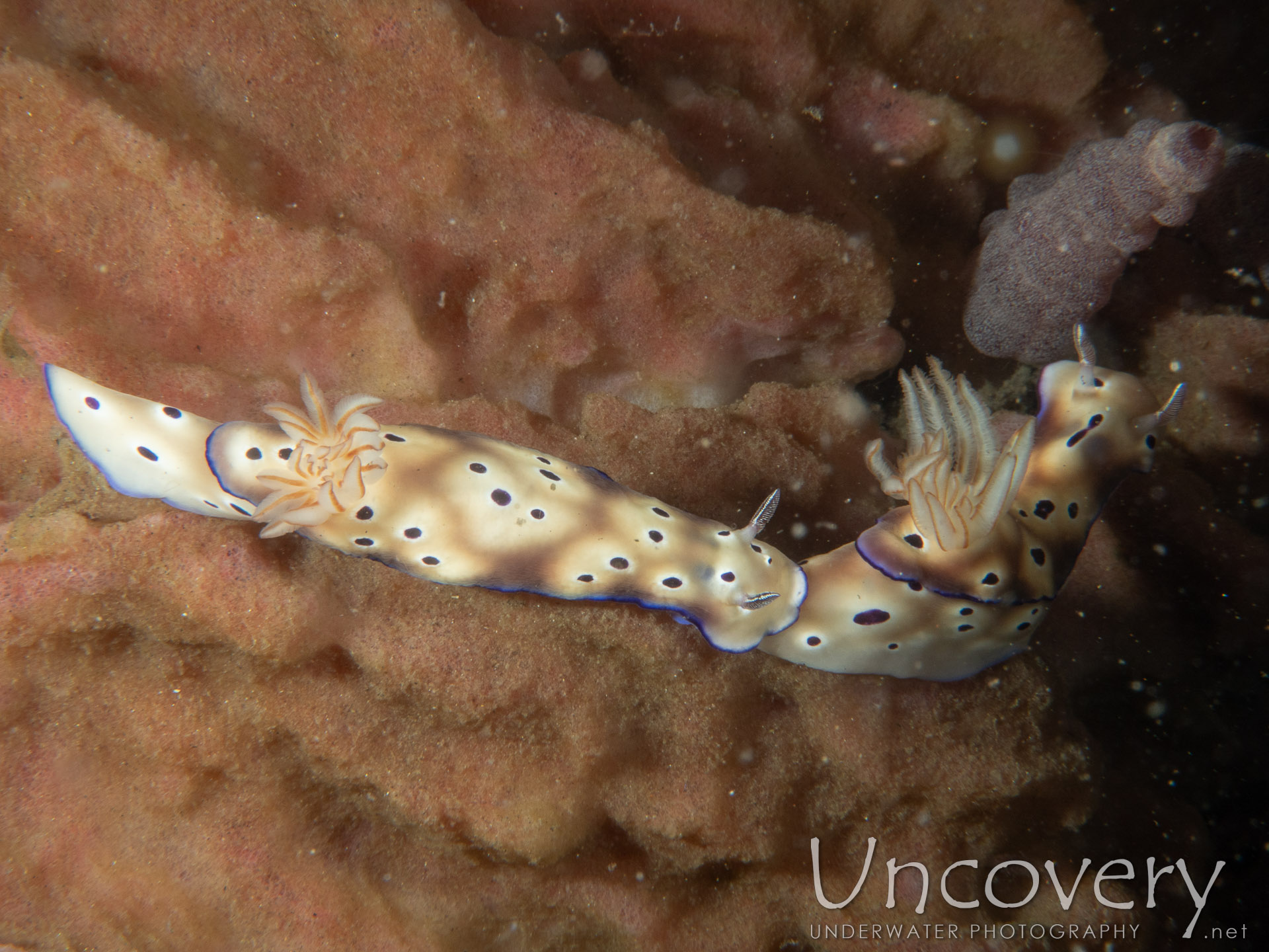 Nudibranch (hypselodoris Tryoni), photo taken in Indonesia, Bali, Tulamben, Coral Garden