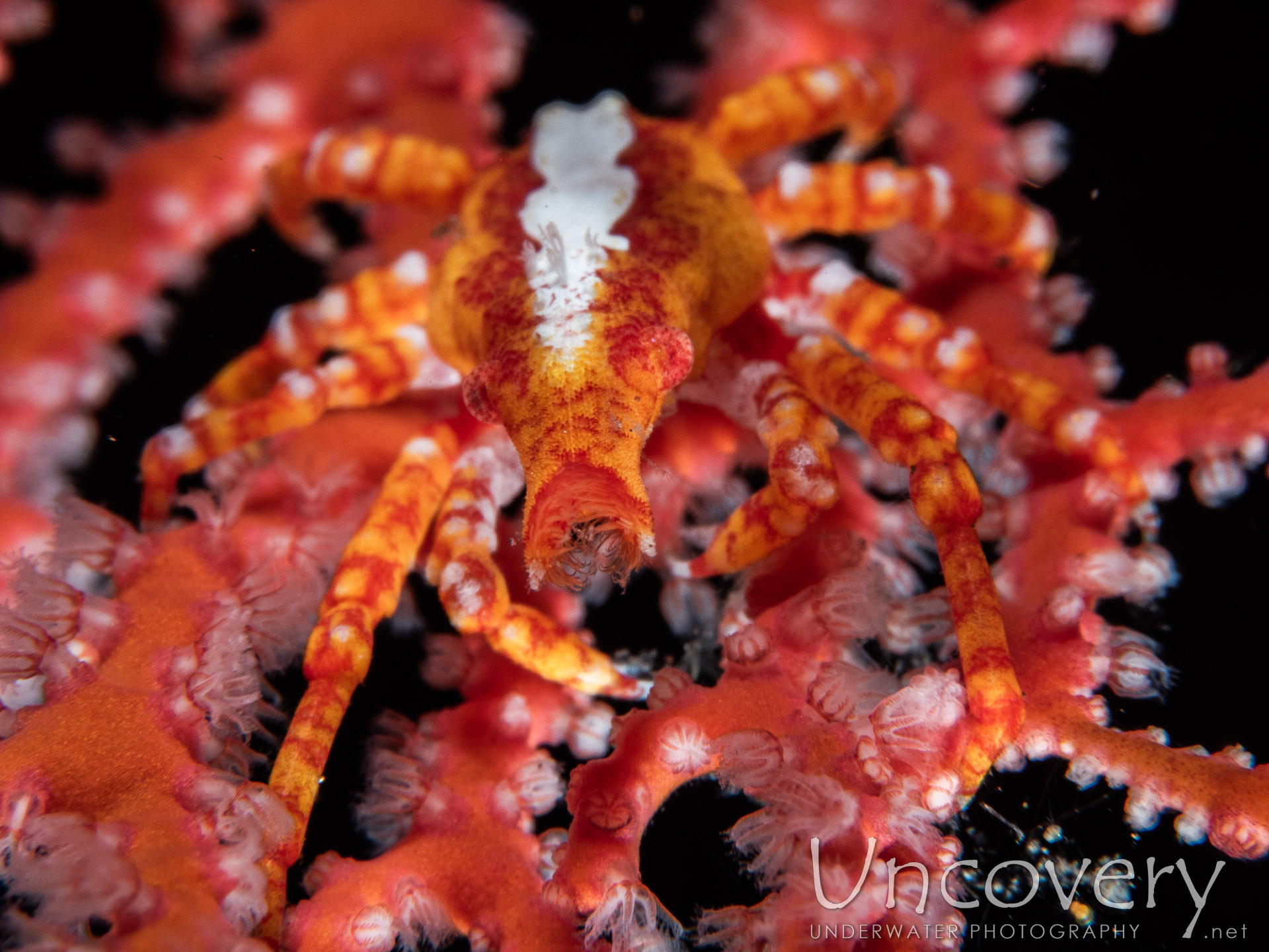 00 To Be Determined, photo taken in Indonesia, Bali, Tulamben, Coral Garden