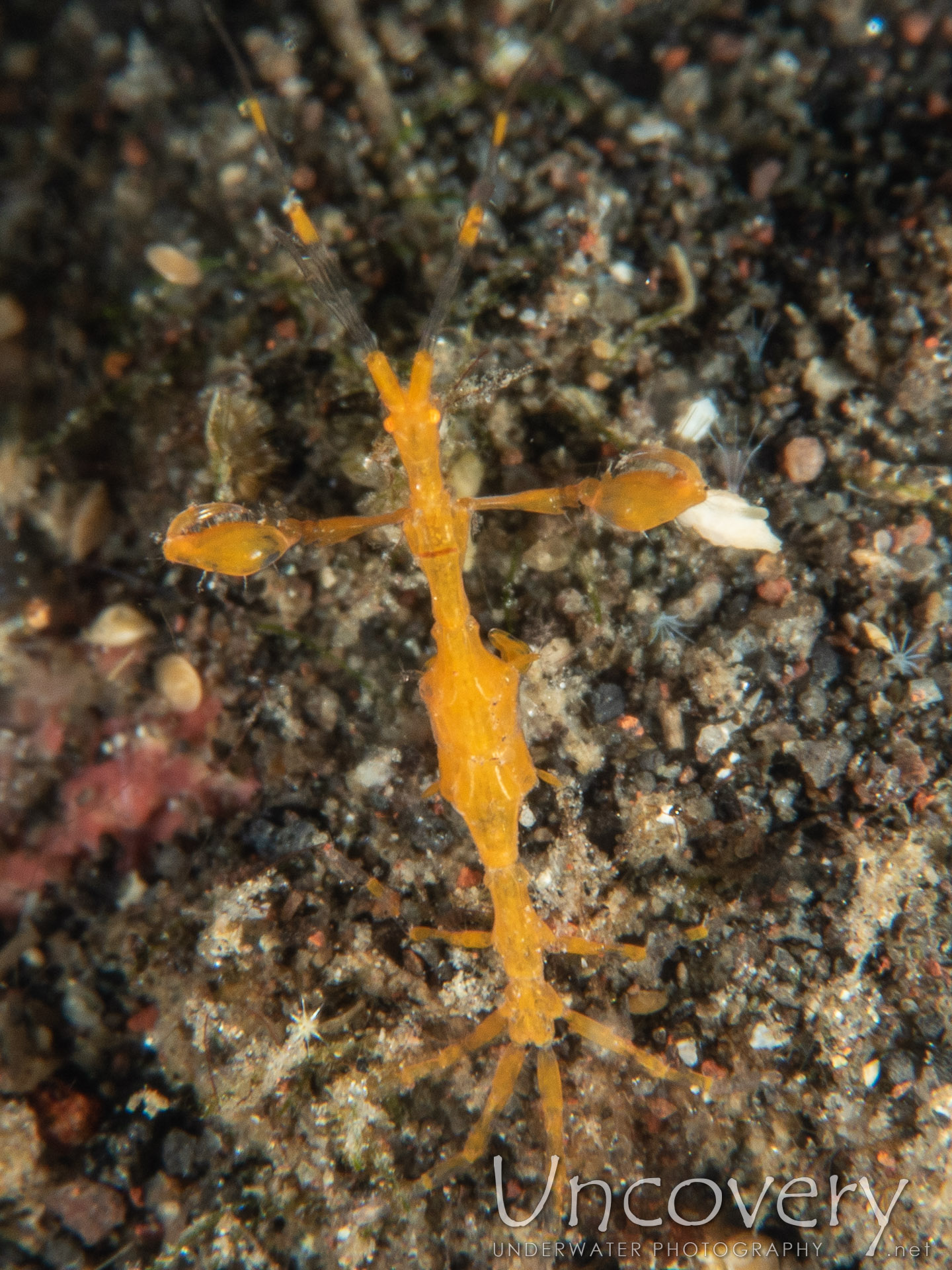 Skeleton Shrimp (caprellidae), photo taken in Indonesia, Bali, Tulamben, Coral Garden