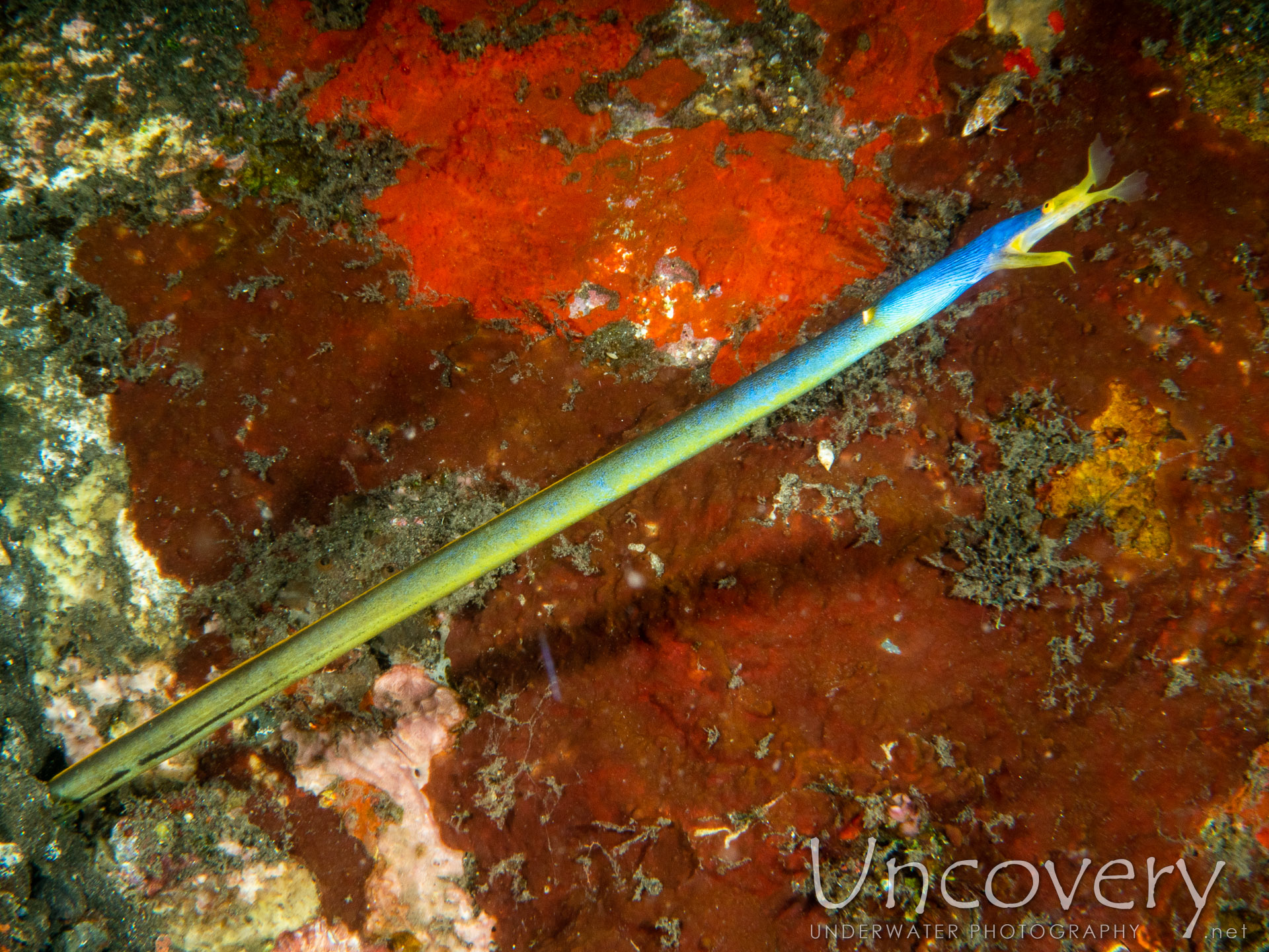 Ribbon Eel (rhinomuraena Quaesita), photo taken in Indonesia, Bali, Tulamben, Coral Garden