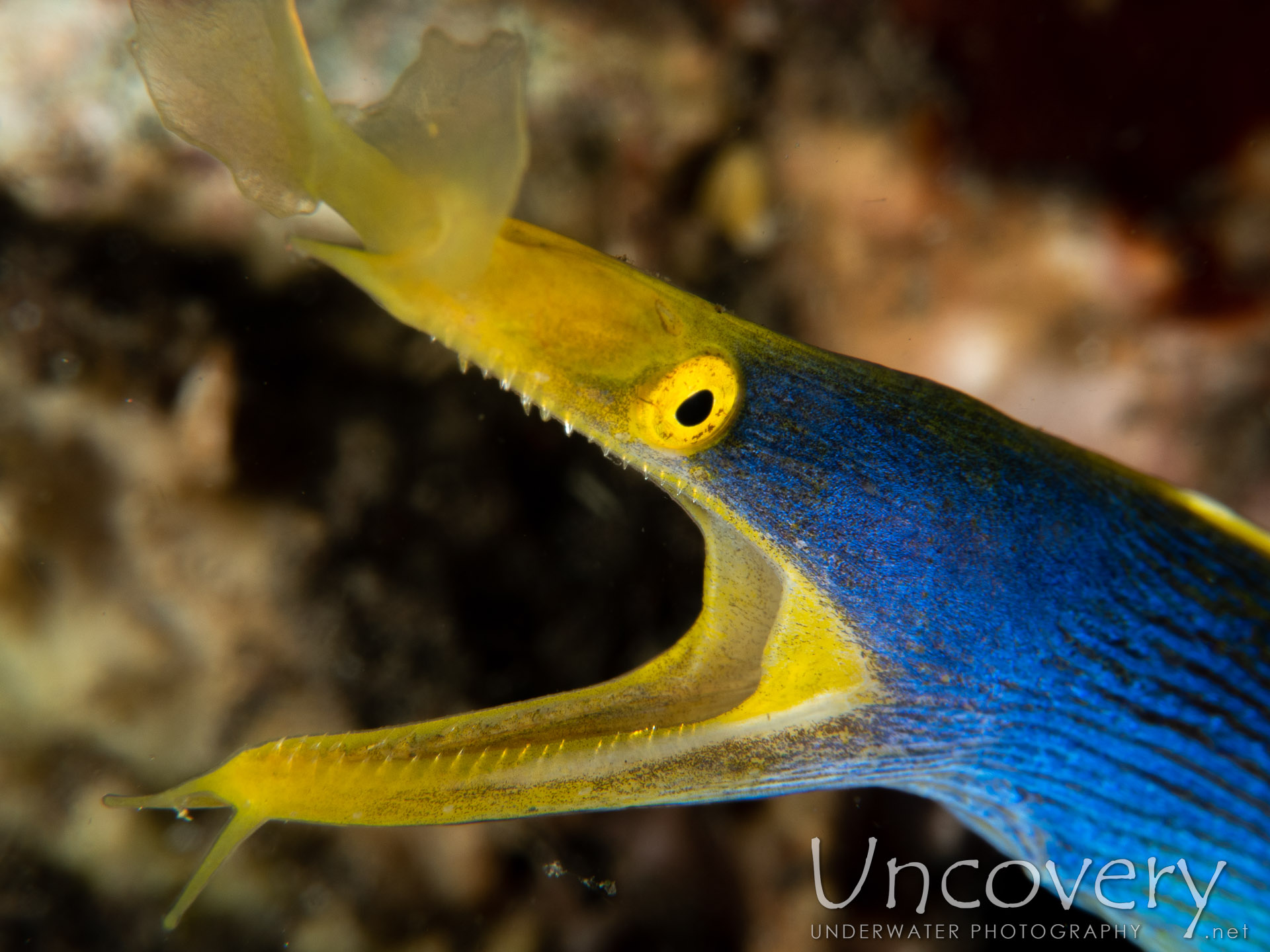 Ribbon Eel (rhinomuraena Quaesita), photo taken in Indonesia, Bali, Tulamben, Coral Garden