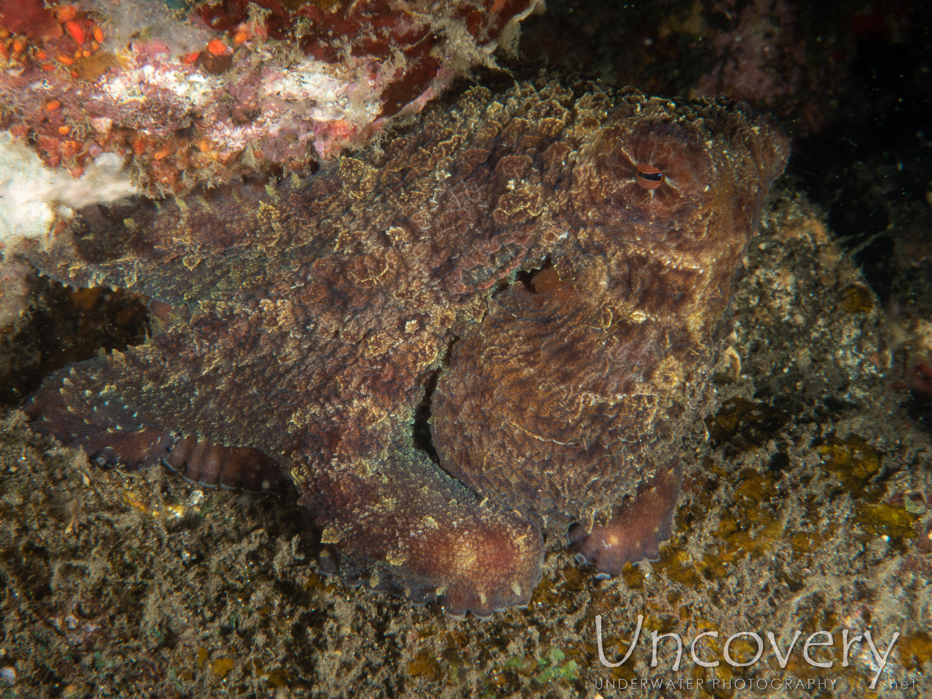 Day Octopus (octopus Cyanea), photo taken in Indonesia, Bali, Tulamben, Coral Garden