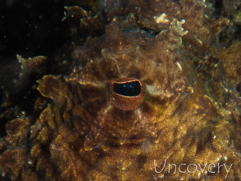 Day Octopus (octopus Cyanea), photo taken in Indonesia, Bali, Tulamben, Coral Garden