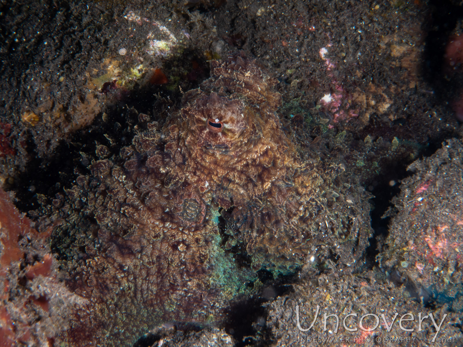 Day Octopus (octopus Cyanea), photo taken in Indonesia, Bali, Tulamben, Coral Garden