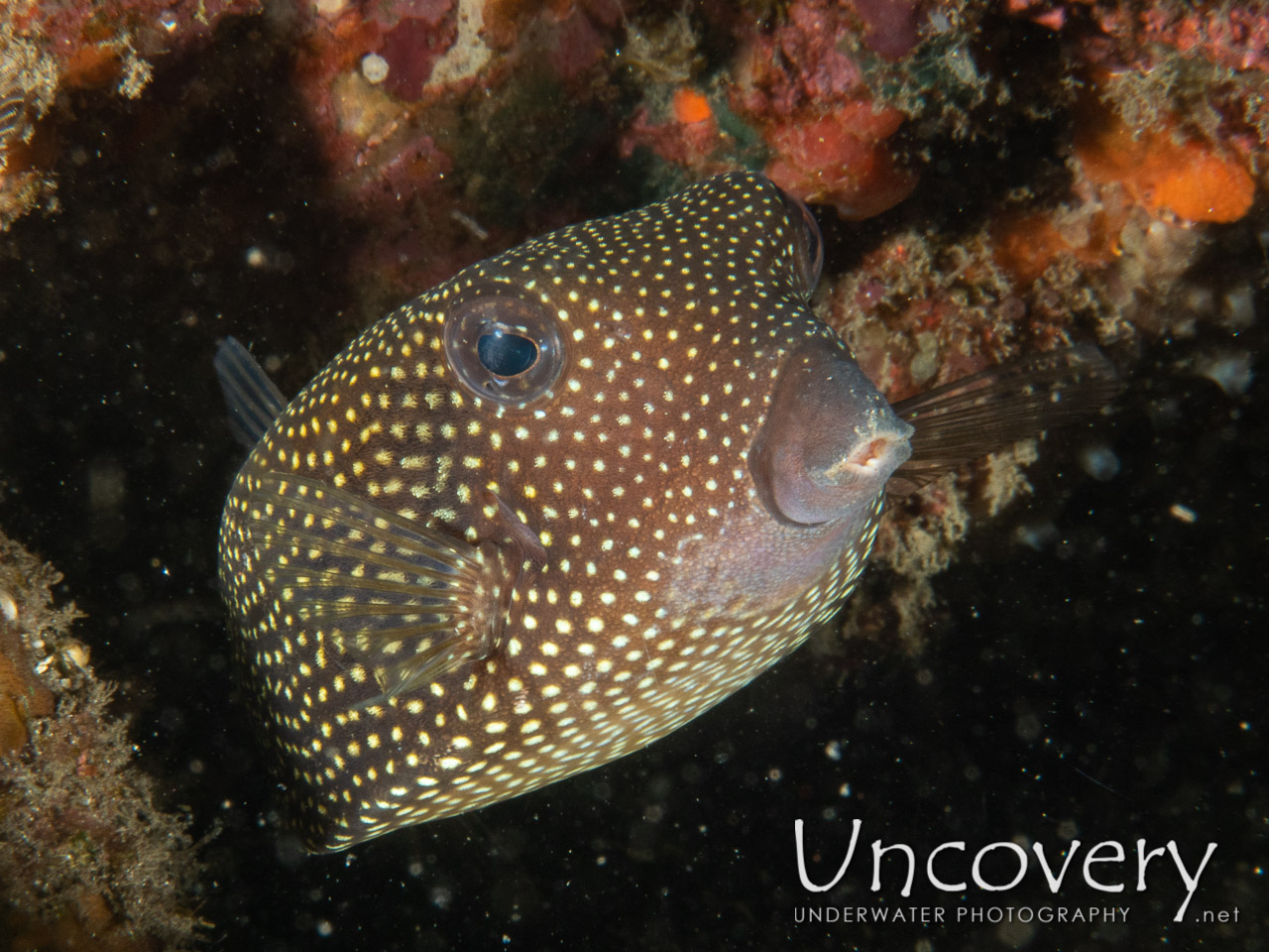 Spotted Boxfish (ostracion Meleagris), photo taken in Indonesia, Bali, Tulamben, Coral Garden