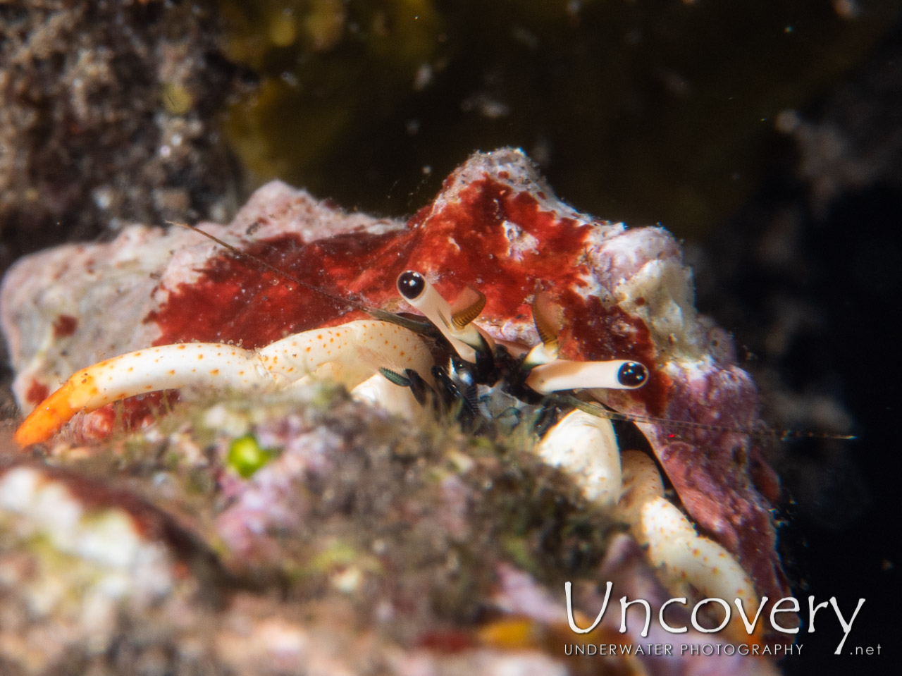 Hermit Crab, photo taken in Indonesia, Bali, Tulamben, Coral Garden