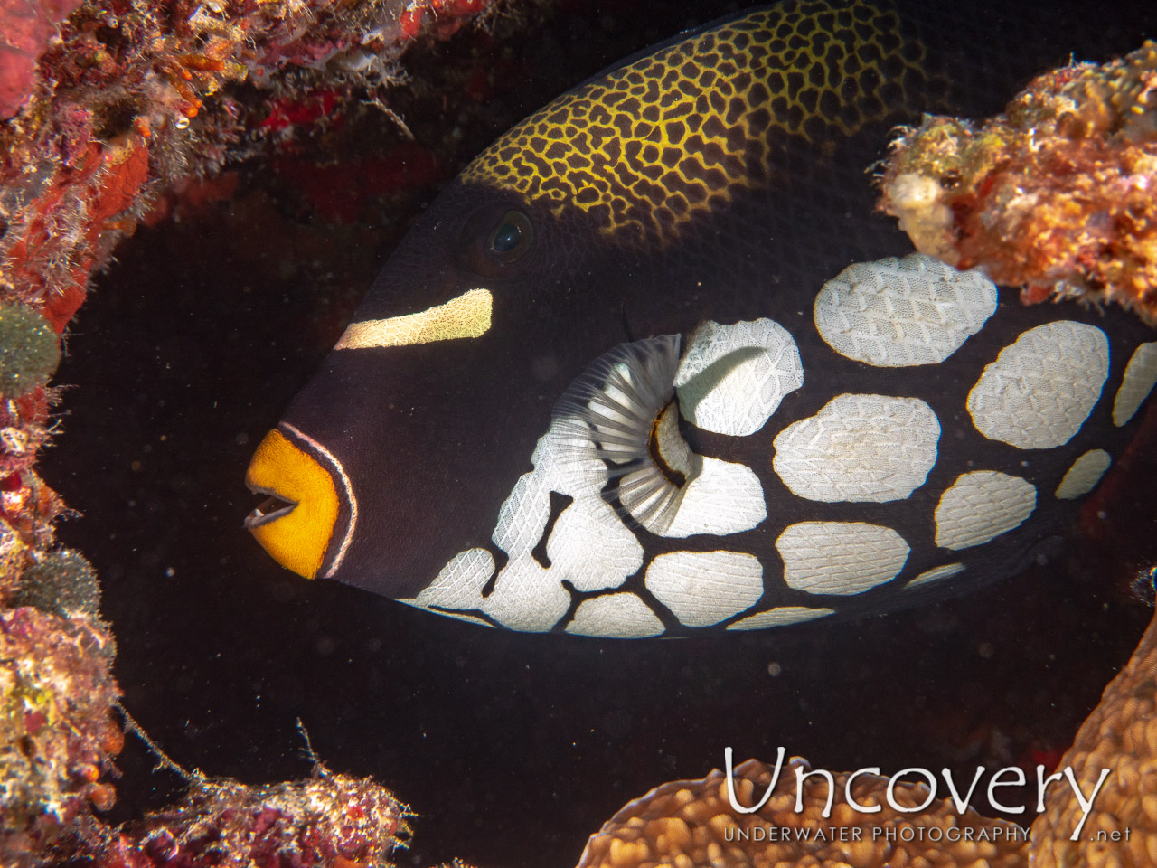 Clown Triggerfish (balistoides Conspicillum) shot in Maldives|Male Atoll|South Male Atoll|Kuda Giri