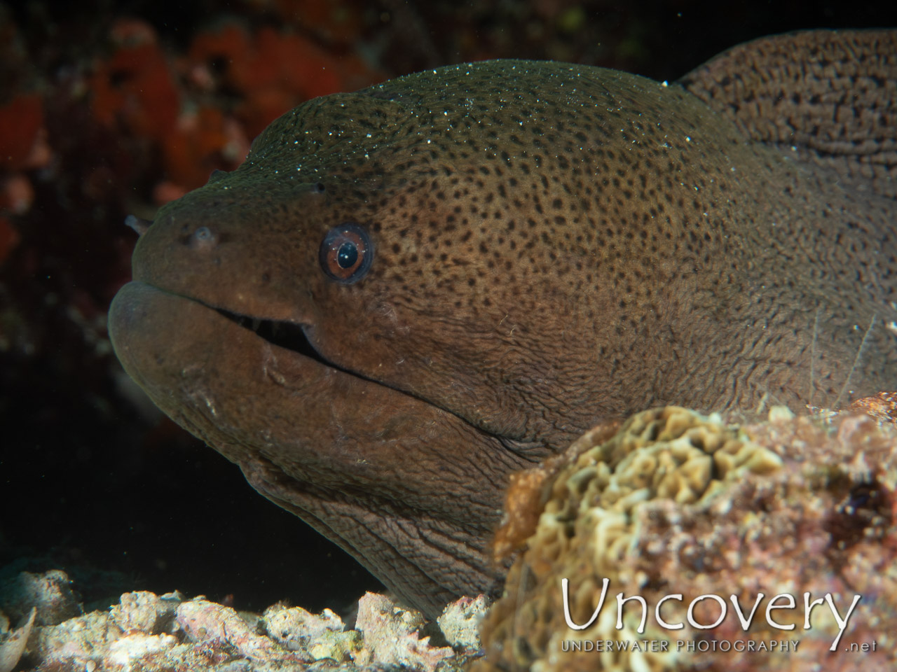 Giant Moray (gymnothorax Javanicus) shot in Maldives|Male Atoll|South Male Atoll|Kuda Giri