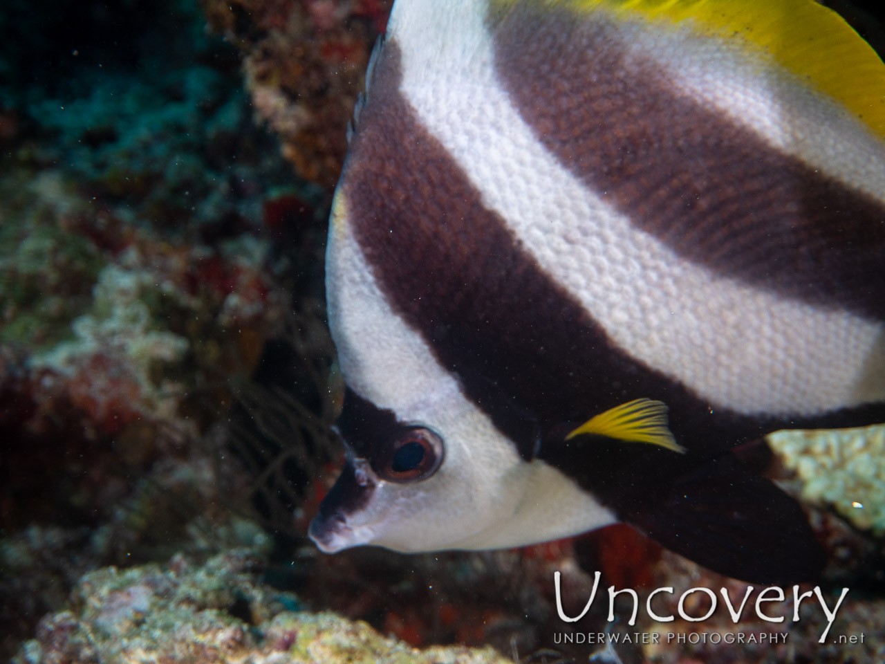 Pennant Bannerfish (heniochus Acuminatus) shot in Maldives|Male Atoll|South Male Atoll|Kuda Giri