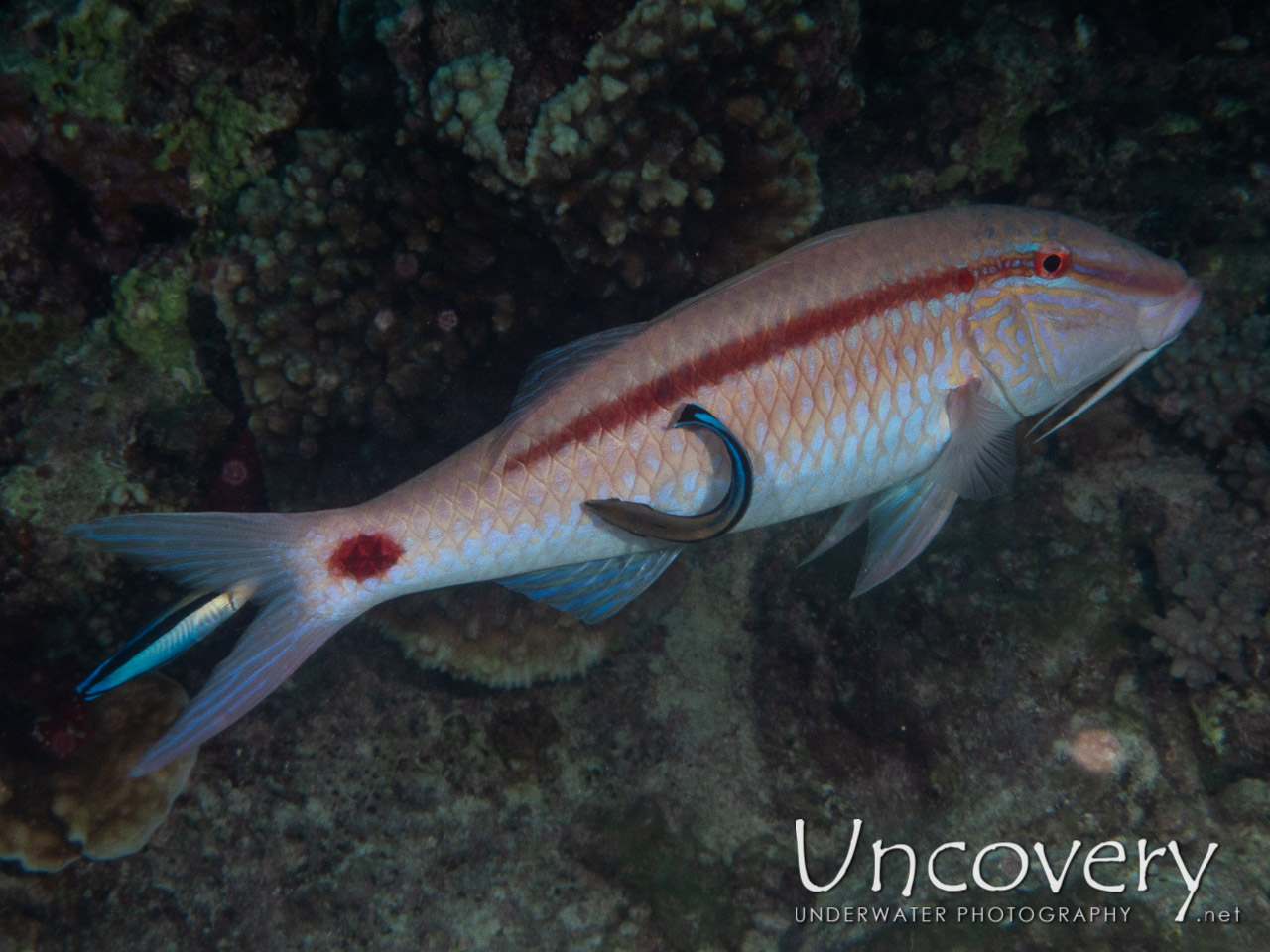 Goatfish shot in Maldives|Male Atoll|South Male Atoll|Kuda Giri