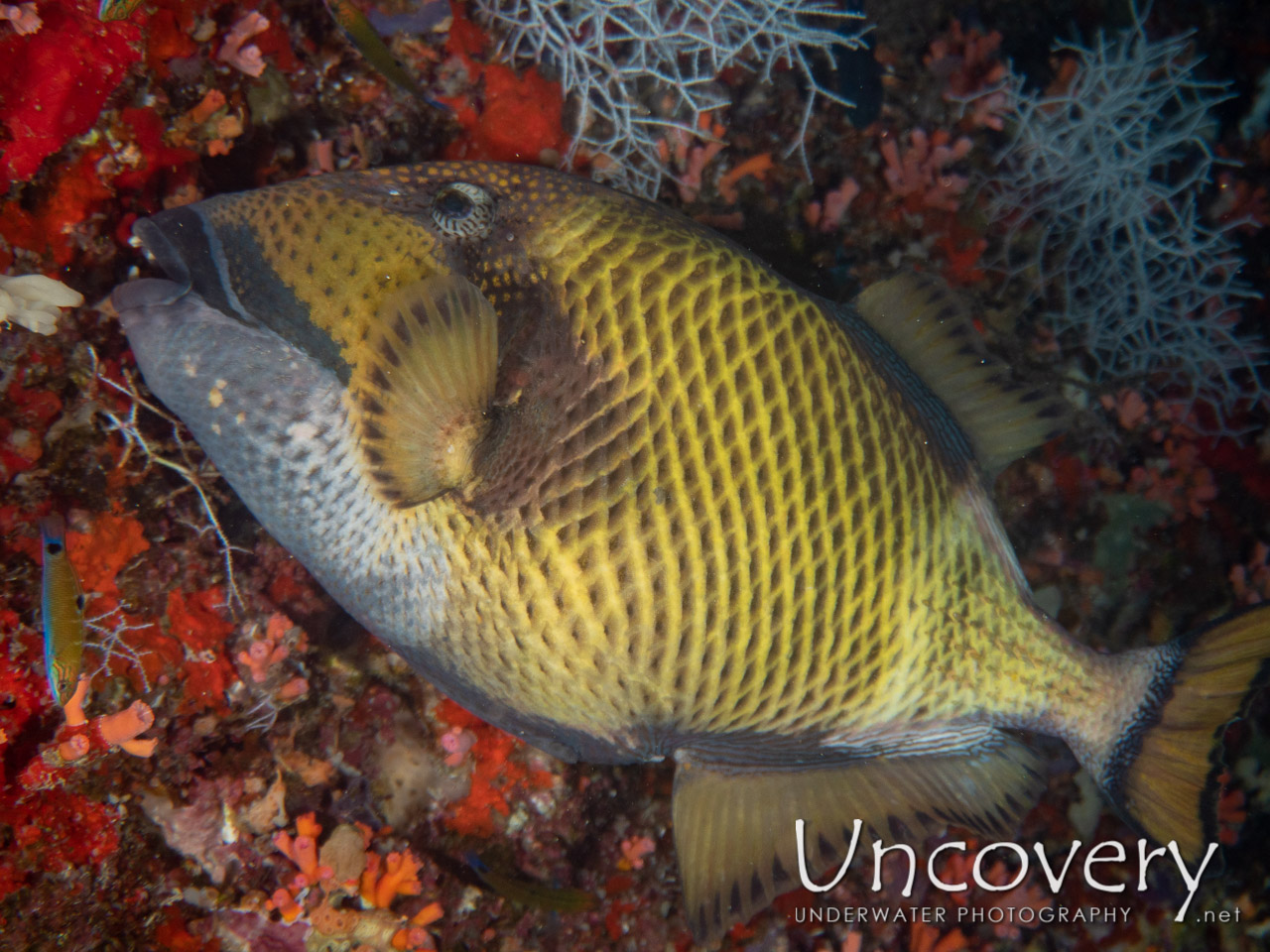 Titan Triggerfish (balistoides Viridescens) shot in Maldives|Male Atoll|South Male Atoll|Kuda Giri