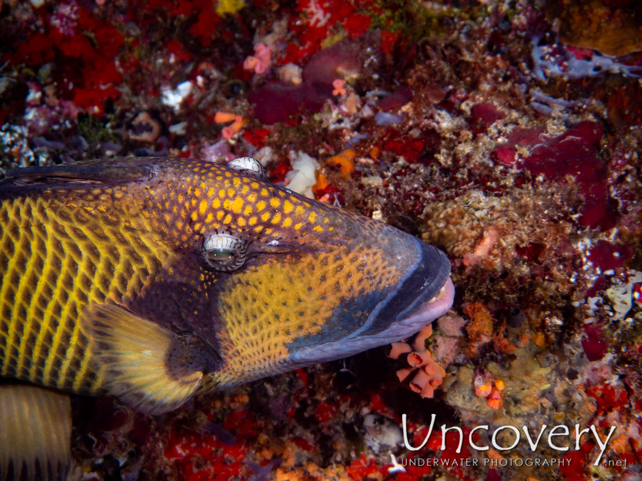 Titan Triggerfish (balistoides Viridescens) shot in Maldives|Male Atoll|South Male Atoll|Kuda Giri