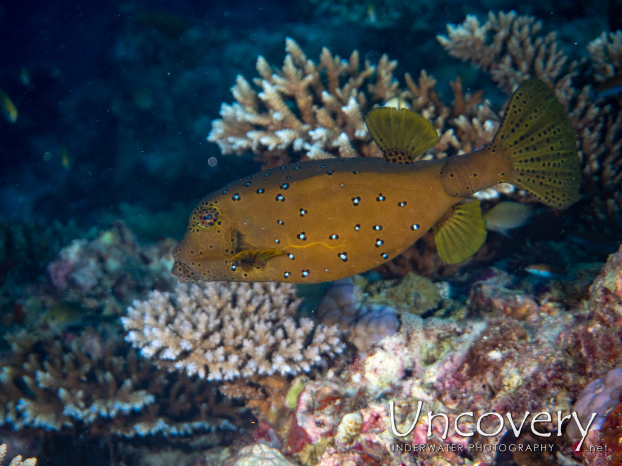 Yellow Boxfish (ostracion Cubicus) shot in Maldives|Male Atoll|South Male Atoll|Kuda Giri