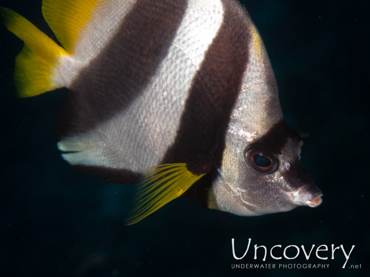 Pennant Bannerfish (heniochus Acuminatus) shot in Maldives|Male Atoll|South Male Atoll|Cocoa Thila
