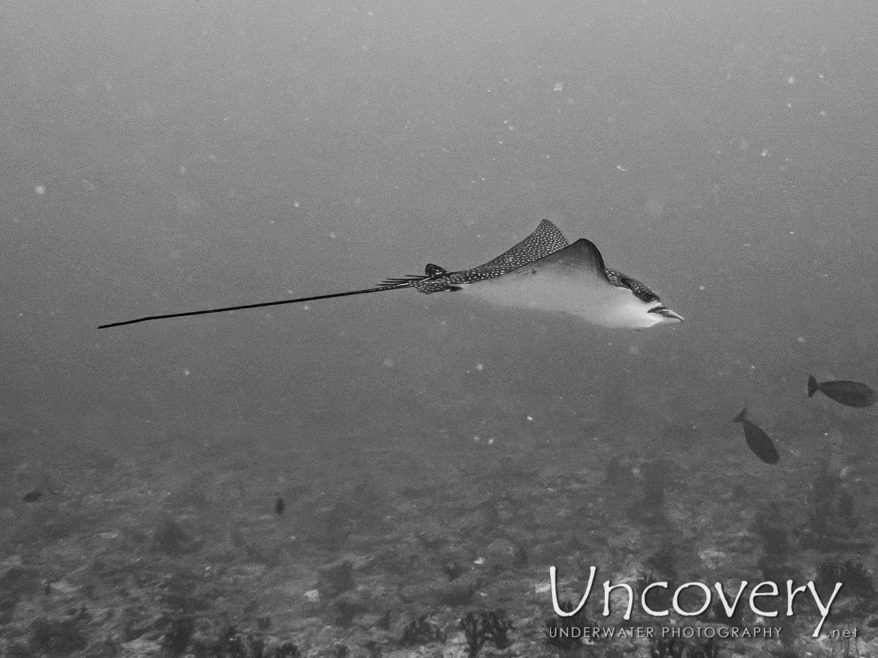 Ocellated Eagle Ray (aetobatus Ocellatus) shot in Maldives|Male Atoll|South Male Atoll|Cocoa Thila