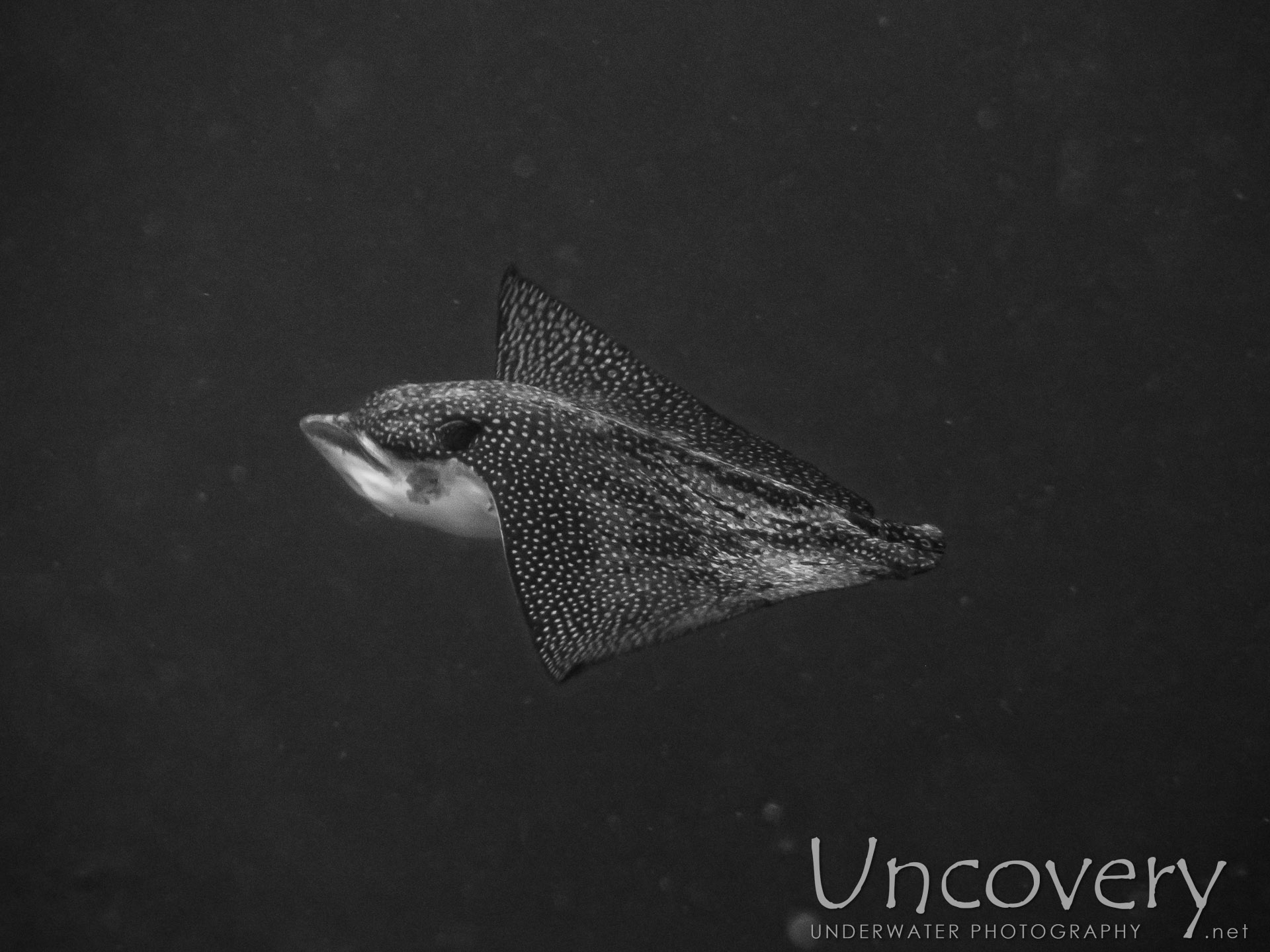 Ocellated Eagle Ray (aetobatus Ocellatus), photo taken in Maldives, Male Atoll, South Male Atoll, Gulhi Corner