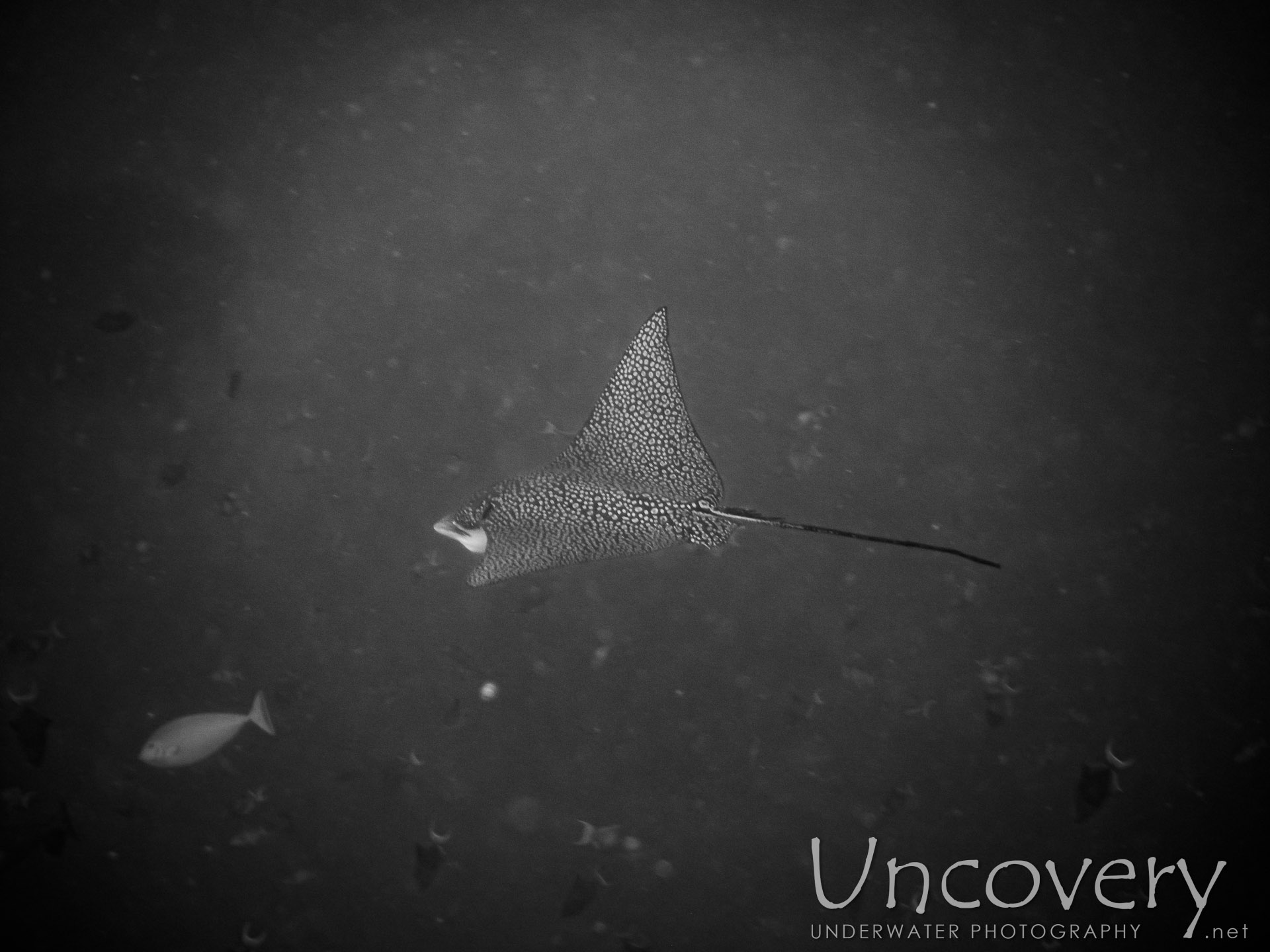 Ocellated Eagle Ray (aetobatus Ocellatus), photo taken in Maldives, Male Atoll, South Male Atoll, Gulhi Corner