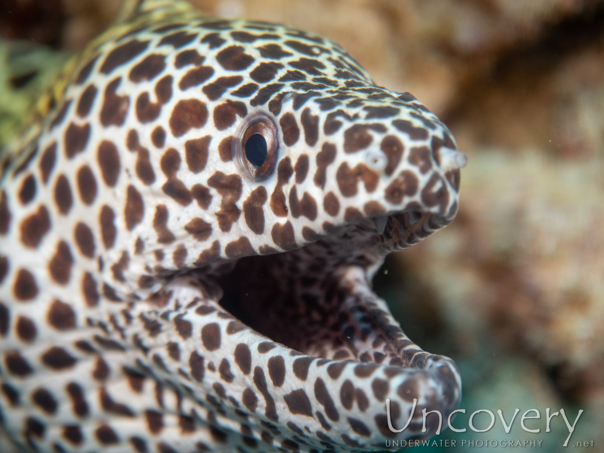 Spotted Moray (gymnothorax Isingteena), photo taken in Maldives, Male Atoll, South Male Atoll, Gulhi Corner