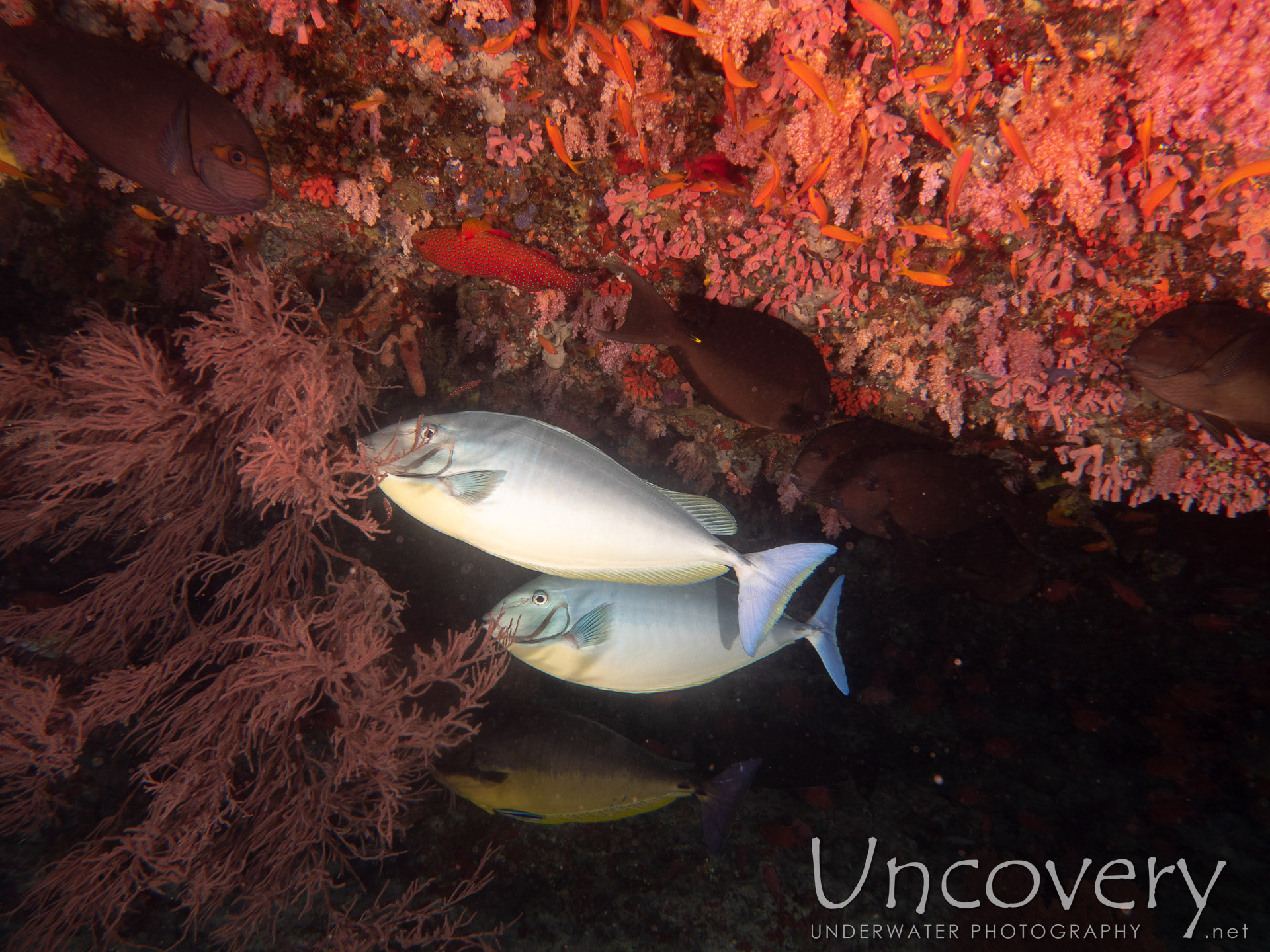 00 To Be Determined, photo taken in Maldives, Male Atoll, South Male Atoll, Gulhi Corner