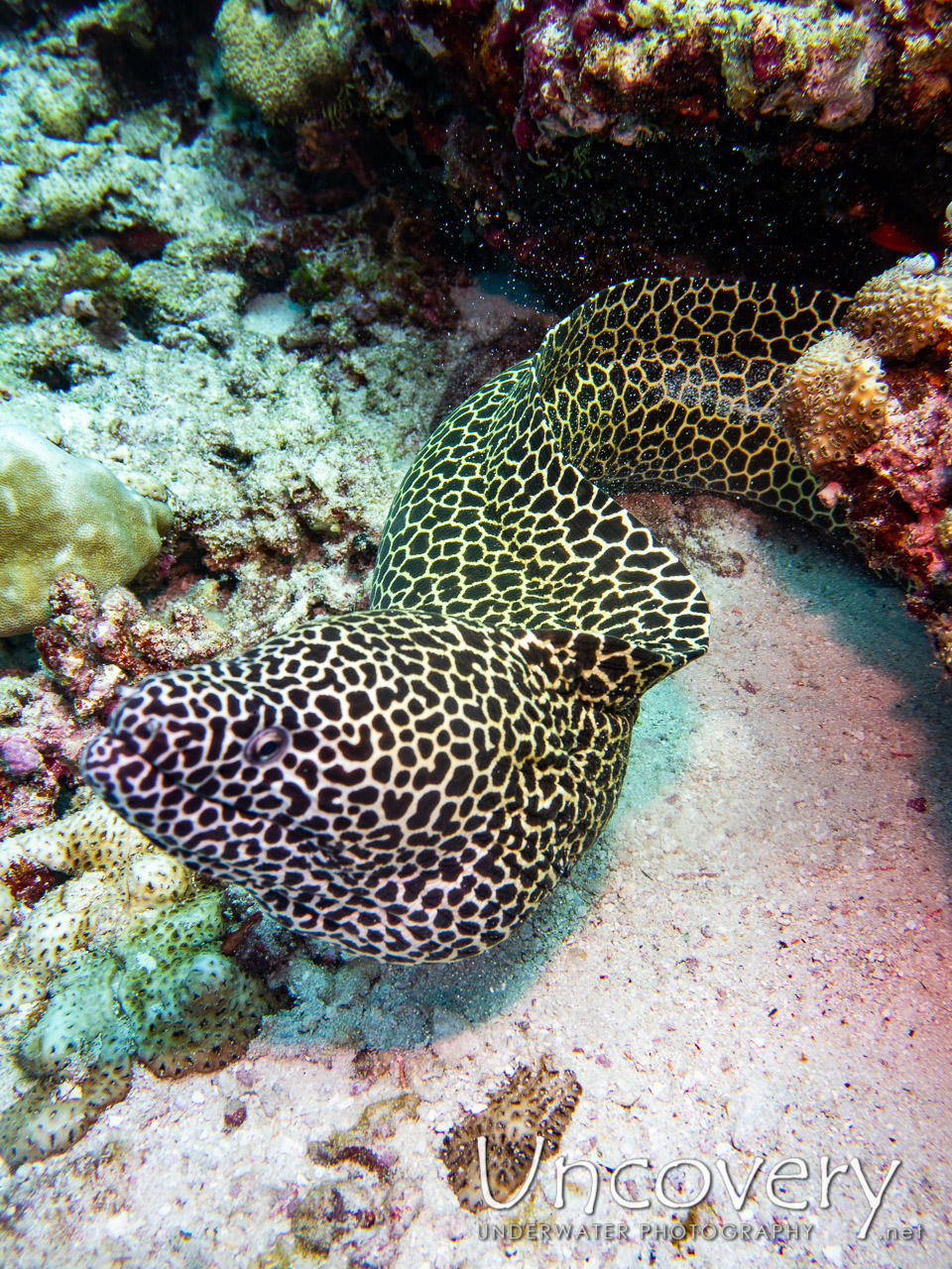 Honeycomb Moray (gymnothorax Favagineus), photo taken in Maldives, Male Atoll, South Male Atoll, Gulhi Corner