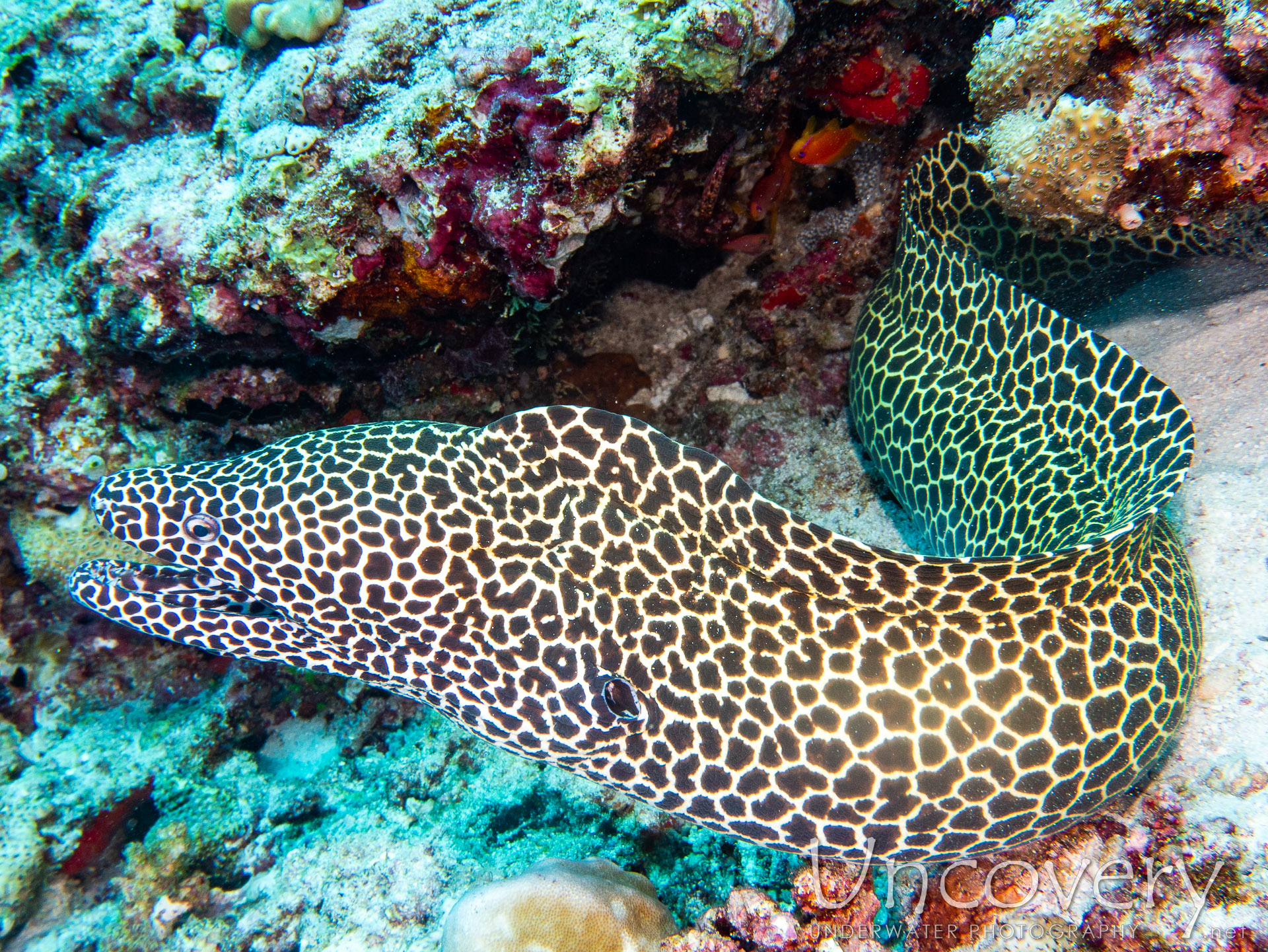 Honeycomb Moray (gymnothorax Favagineus), photo taken in Maldives, Male Atoll, South Male Atoll, Gulhi Corner