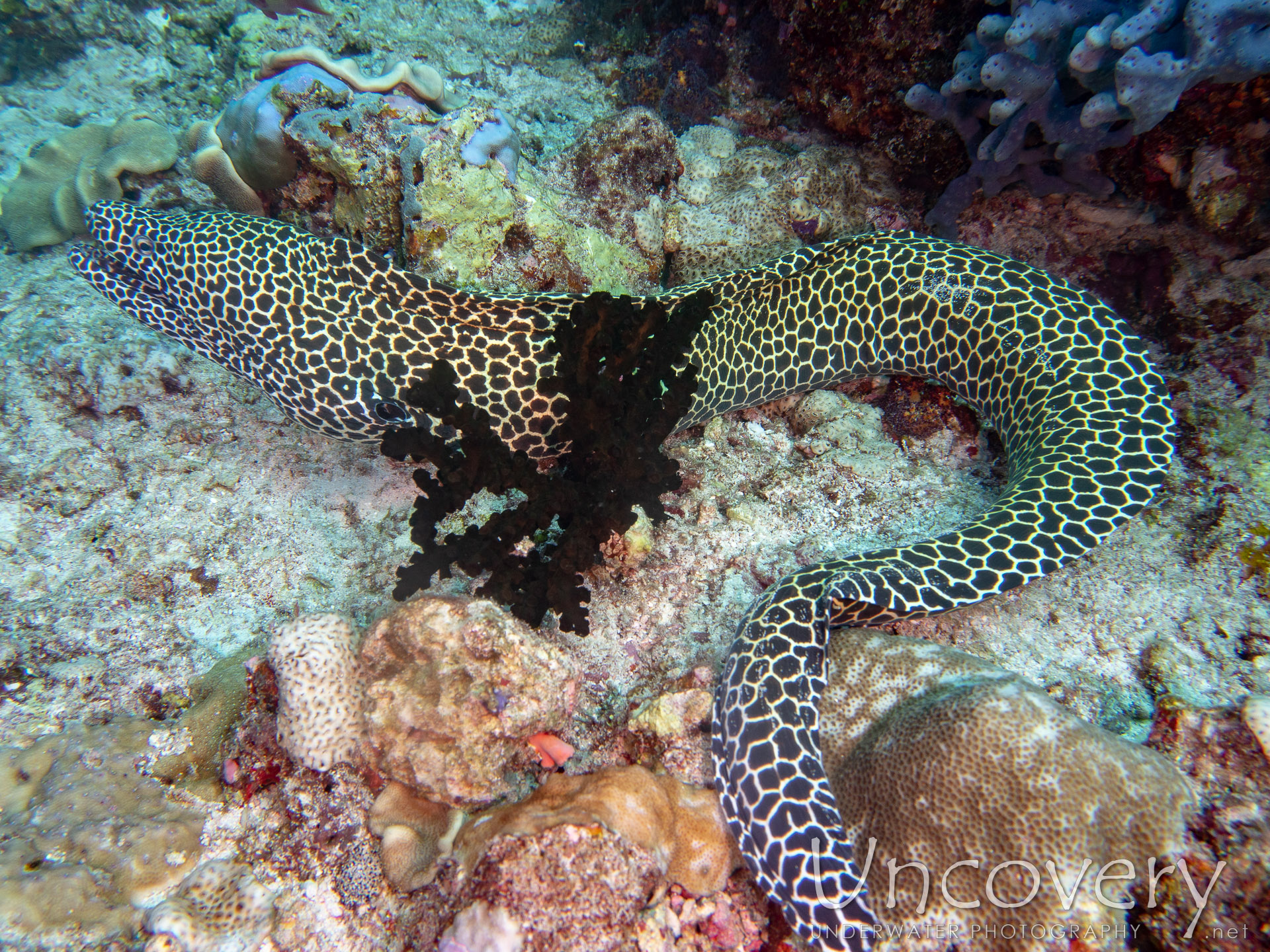 Honeycomb Moray (gymnothorax Favagineus), photo taken in Maldives, Male Atoll, South Male Atoll, Gulhi Corner