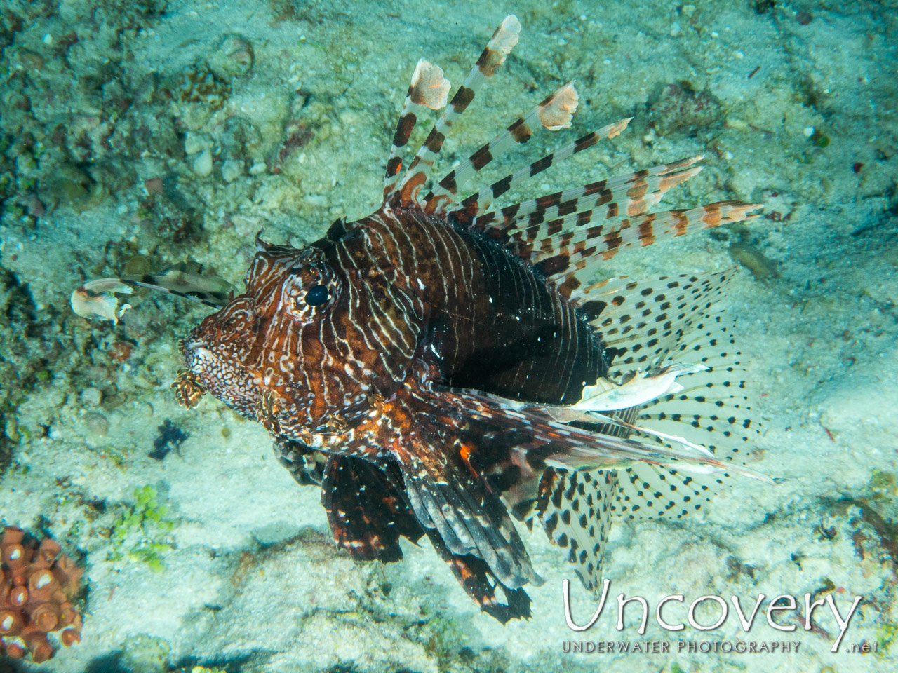 Devil Firefish (pterois Miles) shot in Maldives|Male Atoll|South Male Atoll|Gulhi Corner
