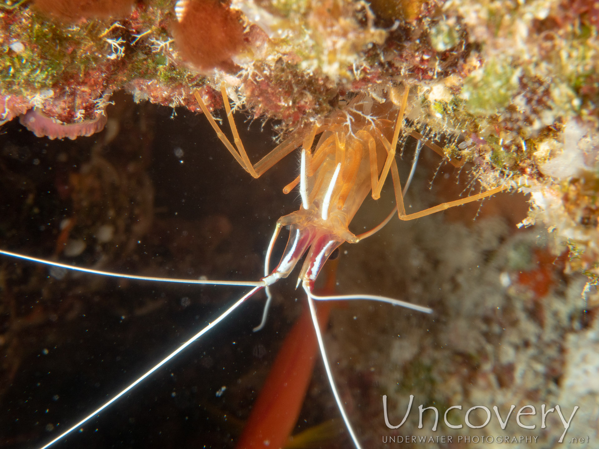 White-striped Cleanershrimp (lysmata Amboinensis), photo taken in Maldives, Male Atoll, South Male Atoll, Gulhi Corner