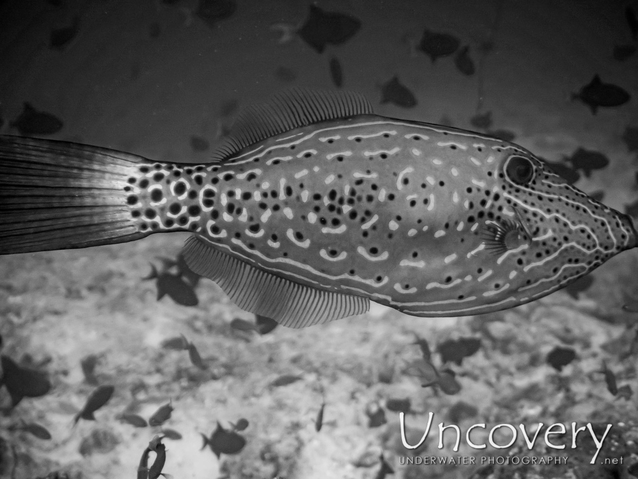 Scribbled Leatherjacket Filefish (aluterus Scriptus) shot in Maldives|Male Atoll|South Male Atoll|Gulhi Corner
