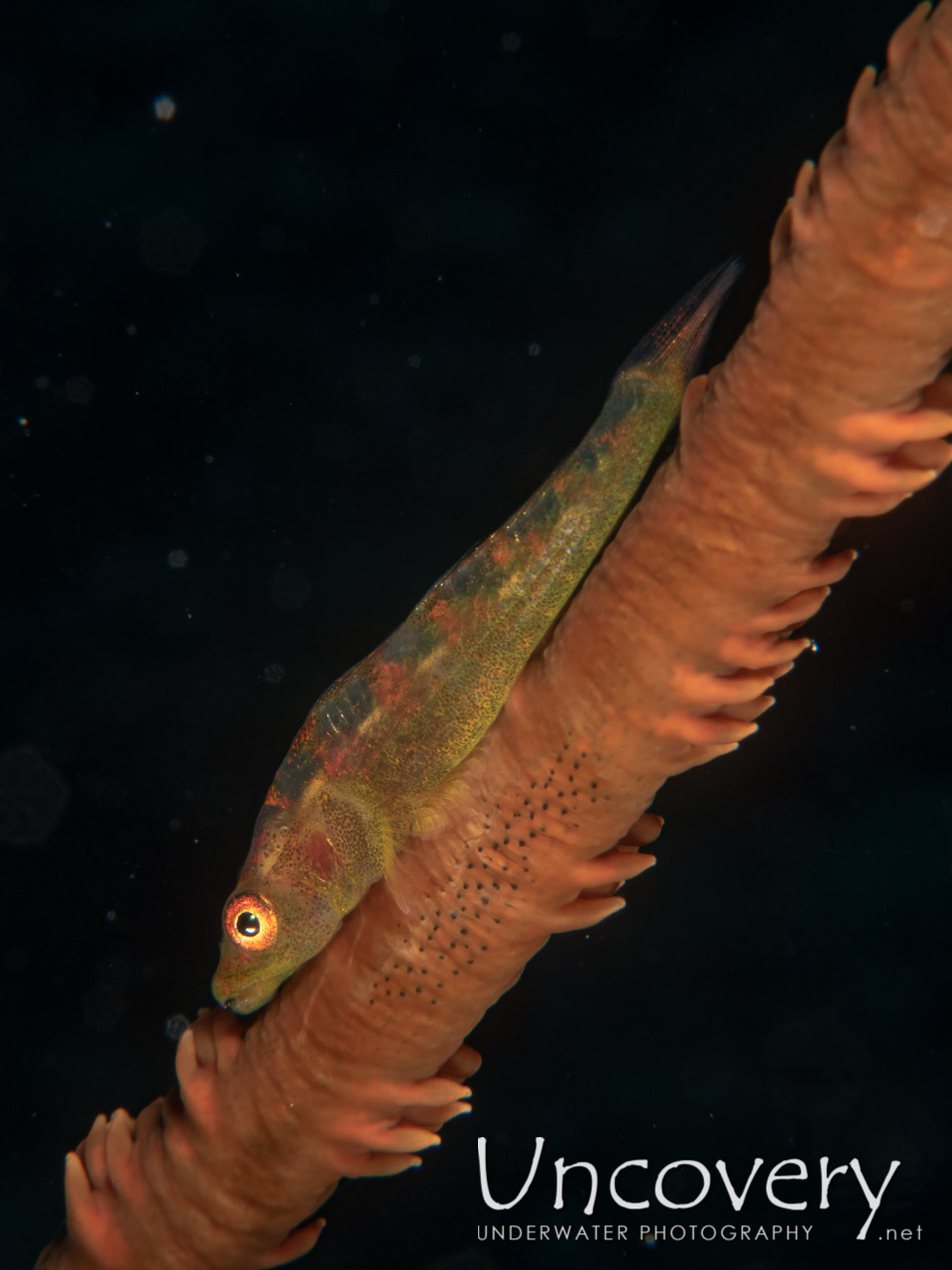 Whip Coral Goby (bryaninops Yongei) shot in Maldives|Male Atoll|South Male Atoll|Gulhi Corner
