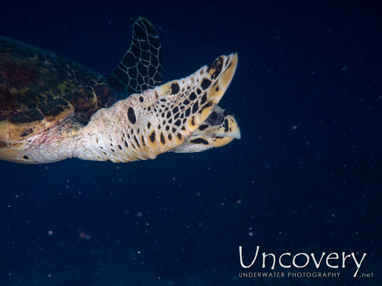 Hawksbill Sea Turtle (eretmochelys Imbricata) shot in Maldives|Male Atoll|South Male Atoll|Gulhi Corner