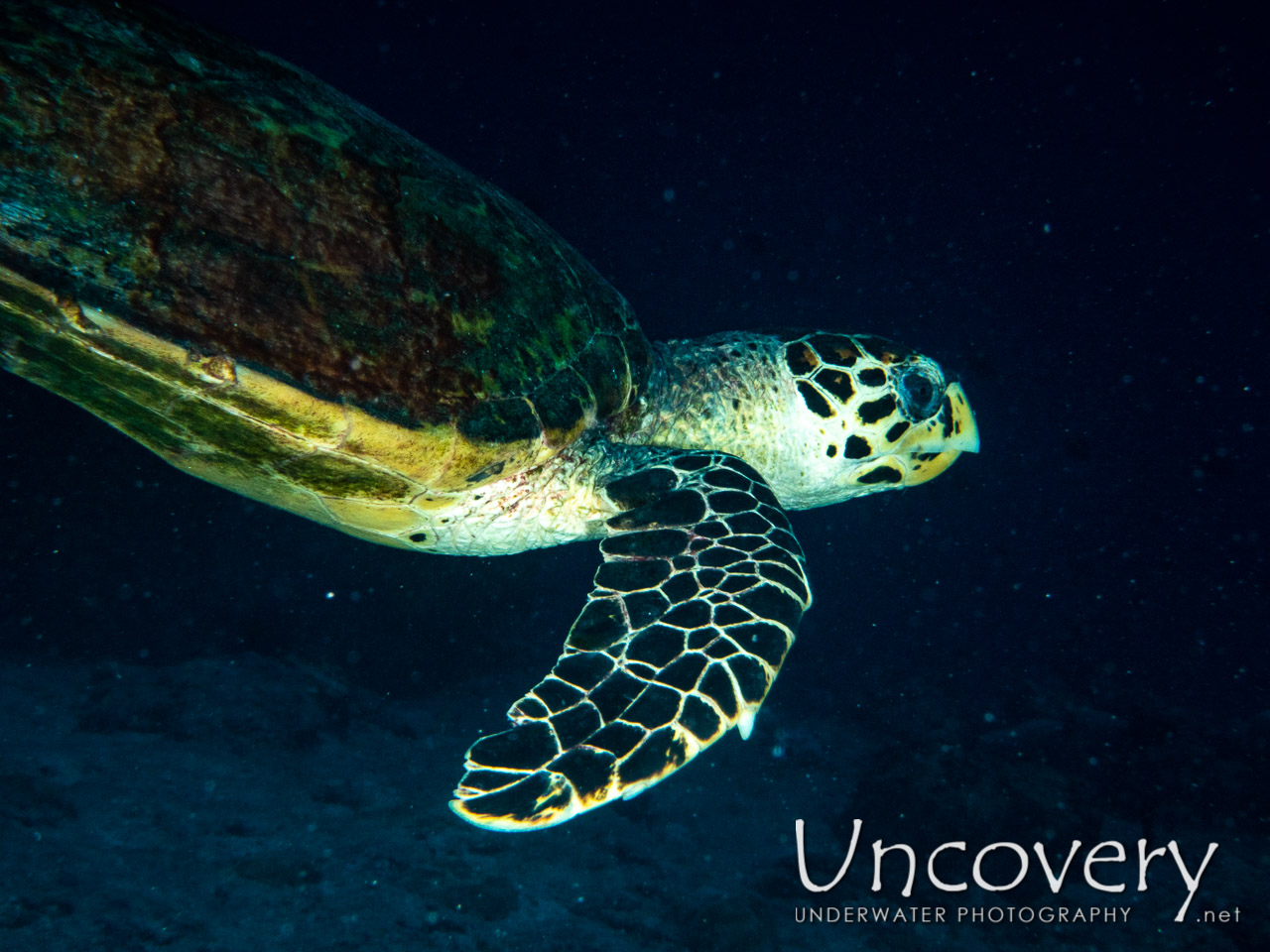 Hawksbill Sea Turtle (eretmochelys Imbricata), photo taken in Maldives, Male Atoll, South Male Atoll, Gulhi Corner
