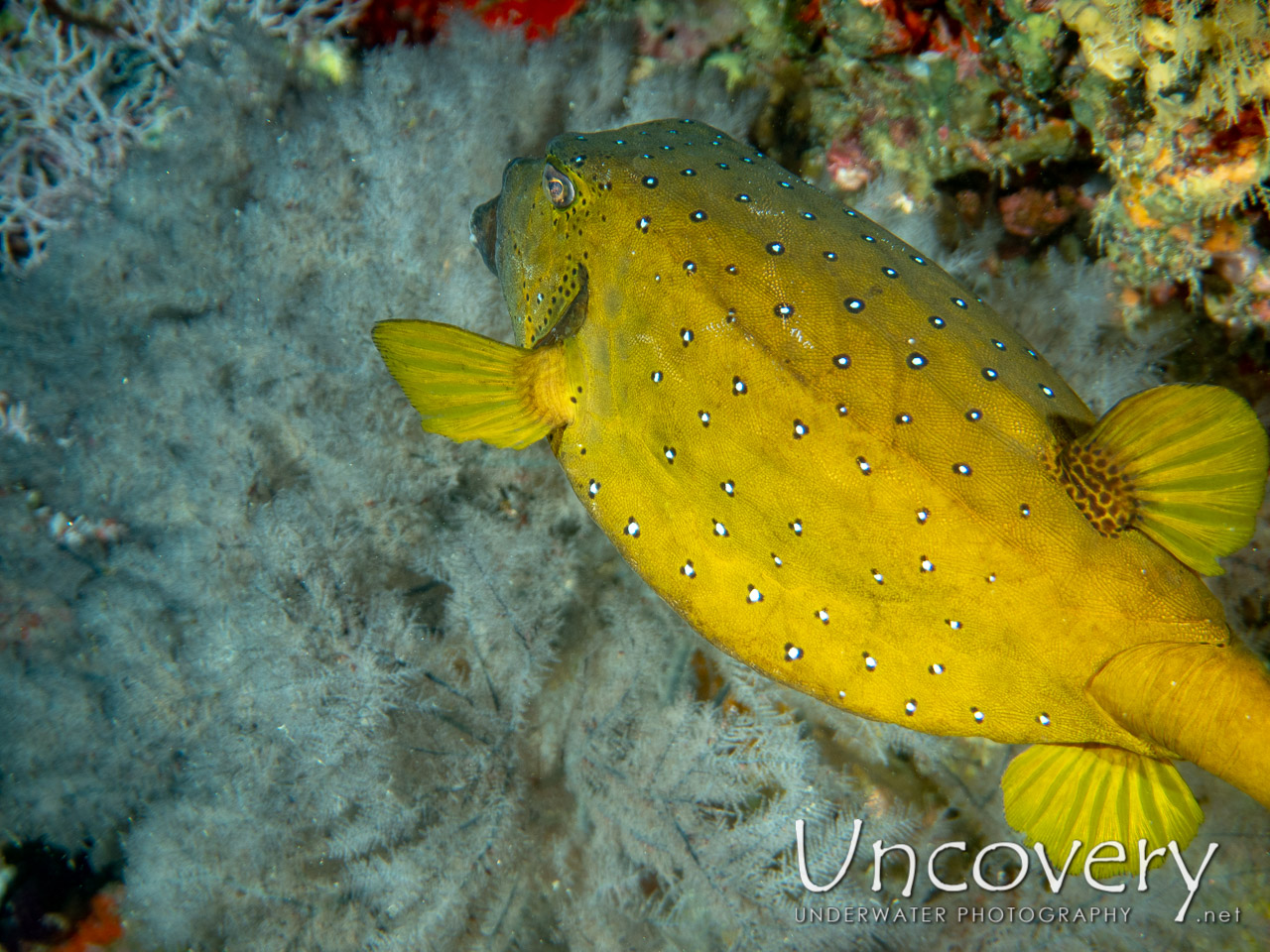 Yellow Boxfish (ostracion Cubicus), photo taken in Maldives, Male Atoll, South Male Atoll, Gulhi Thila