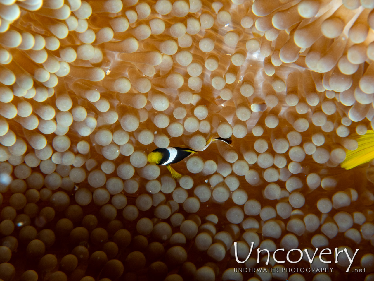 Yellowtail Clown Fish (amphiprion Clarkii) shot in Maldives|Male Atoll|South Male Atoll|Miaru Faru