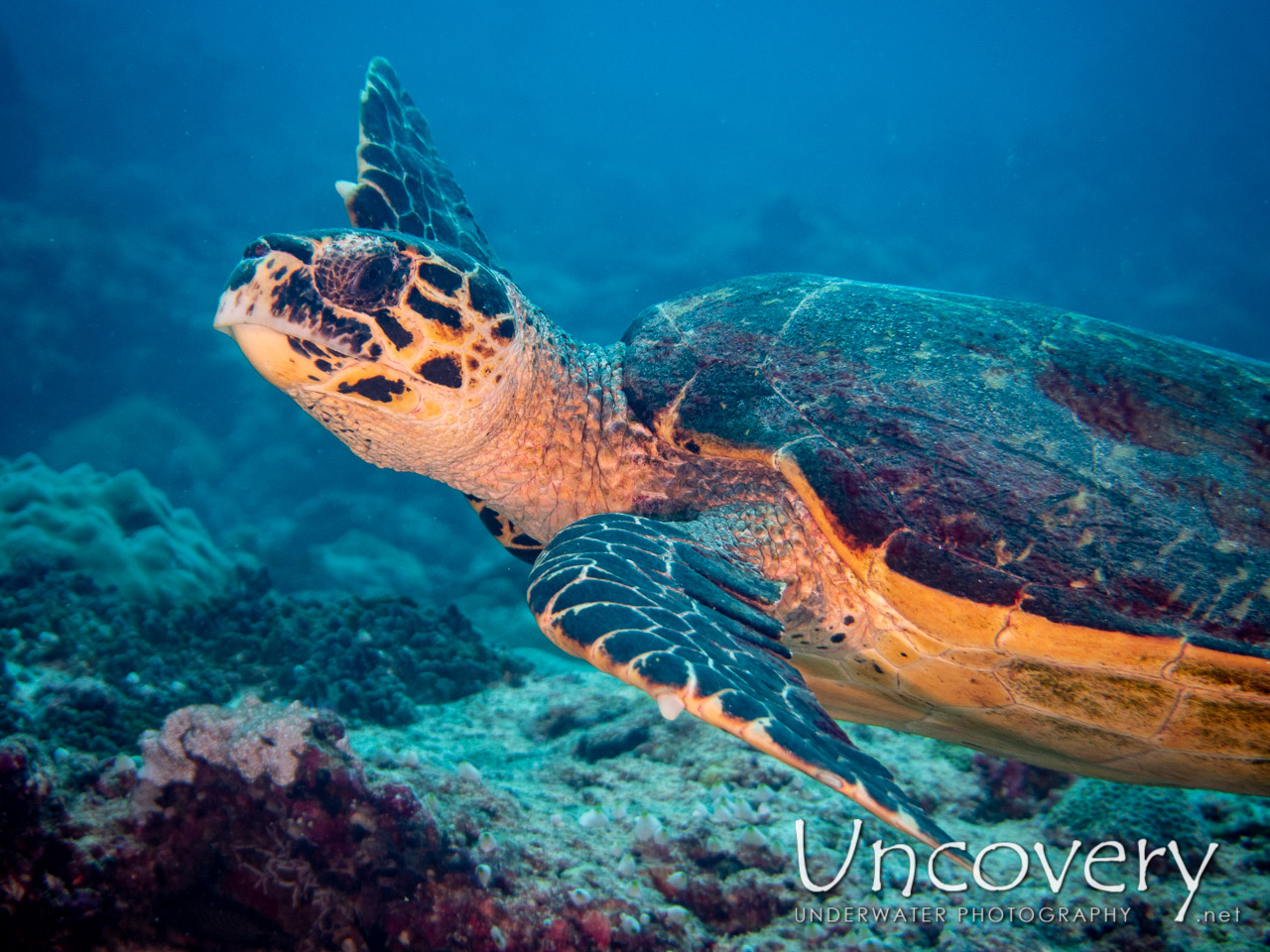 Hawksbill Sea Turtle (eretmochelys Imbricata) shot in Maldives|Male Atoll|South Male Atoll|Miaru Faru