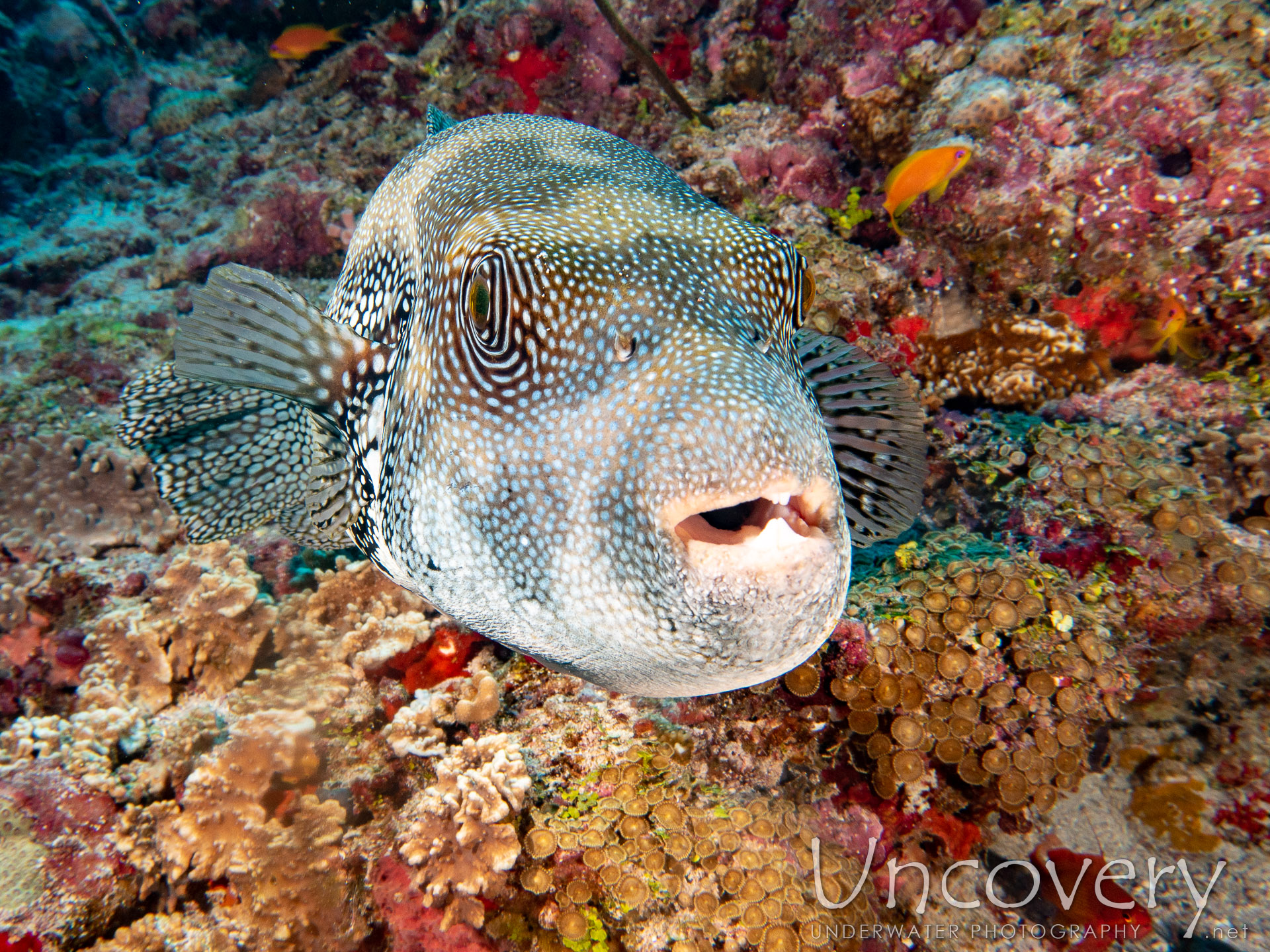 Blue-spotted Puffer (arothron Caeruleopunctatus), photo taken in Maldives, Male Atoll, South Male Atoll, Gulhi Corner