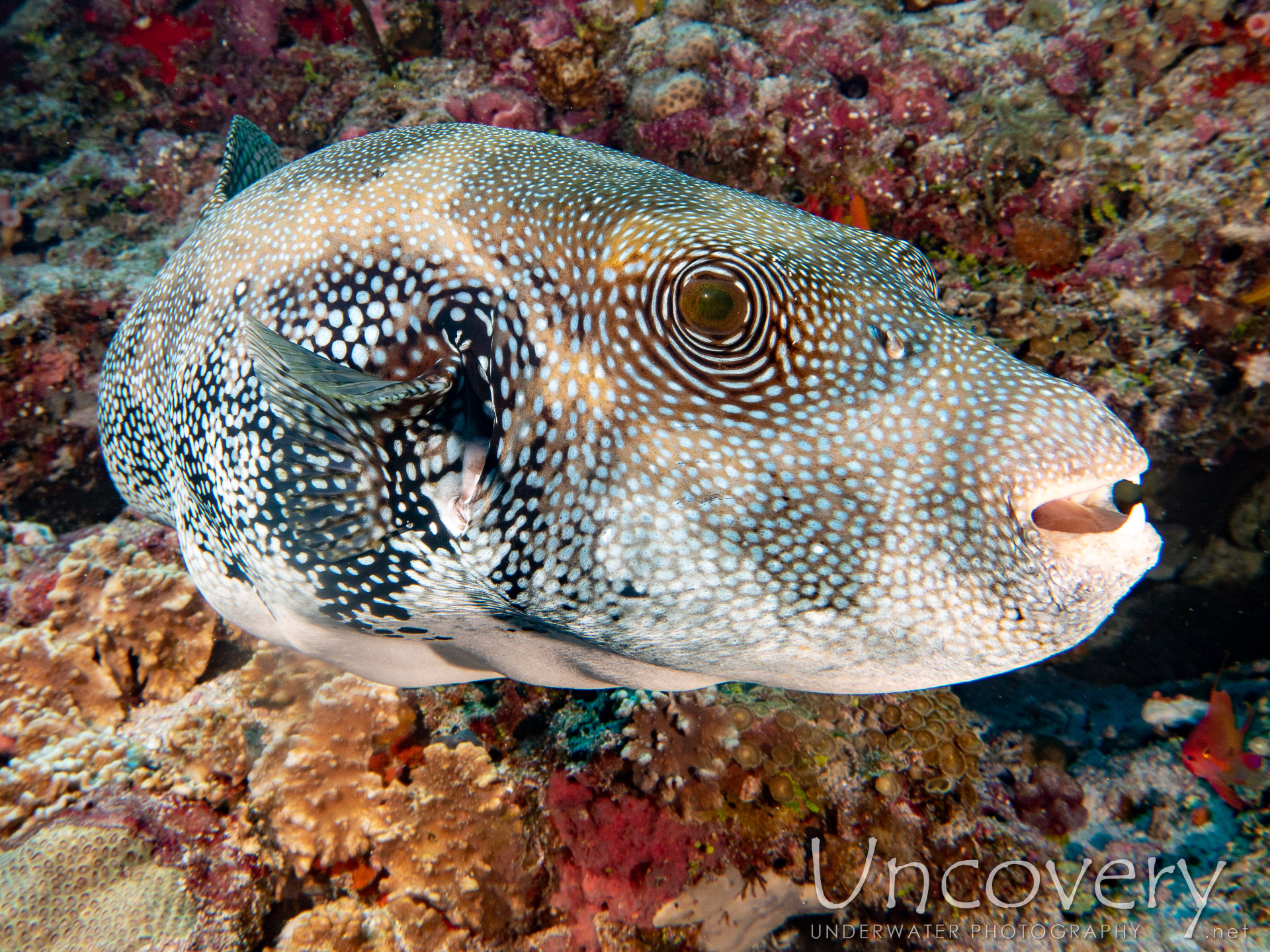 Blue-spotted Puffer (arothron Caeruleopunctatus), photo taken in Maldives, Male Atoll, South Male Atoll, Gulhi Corner