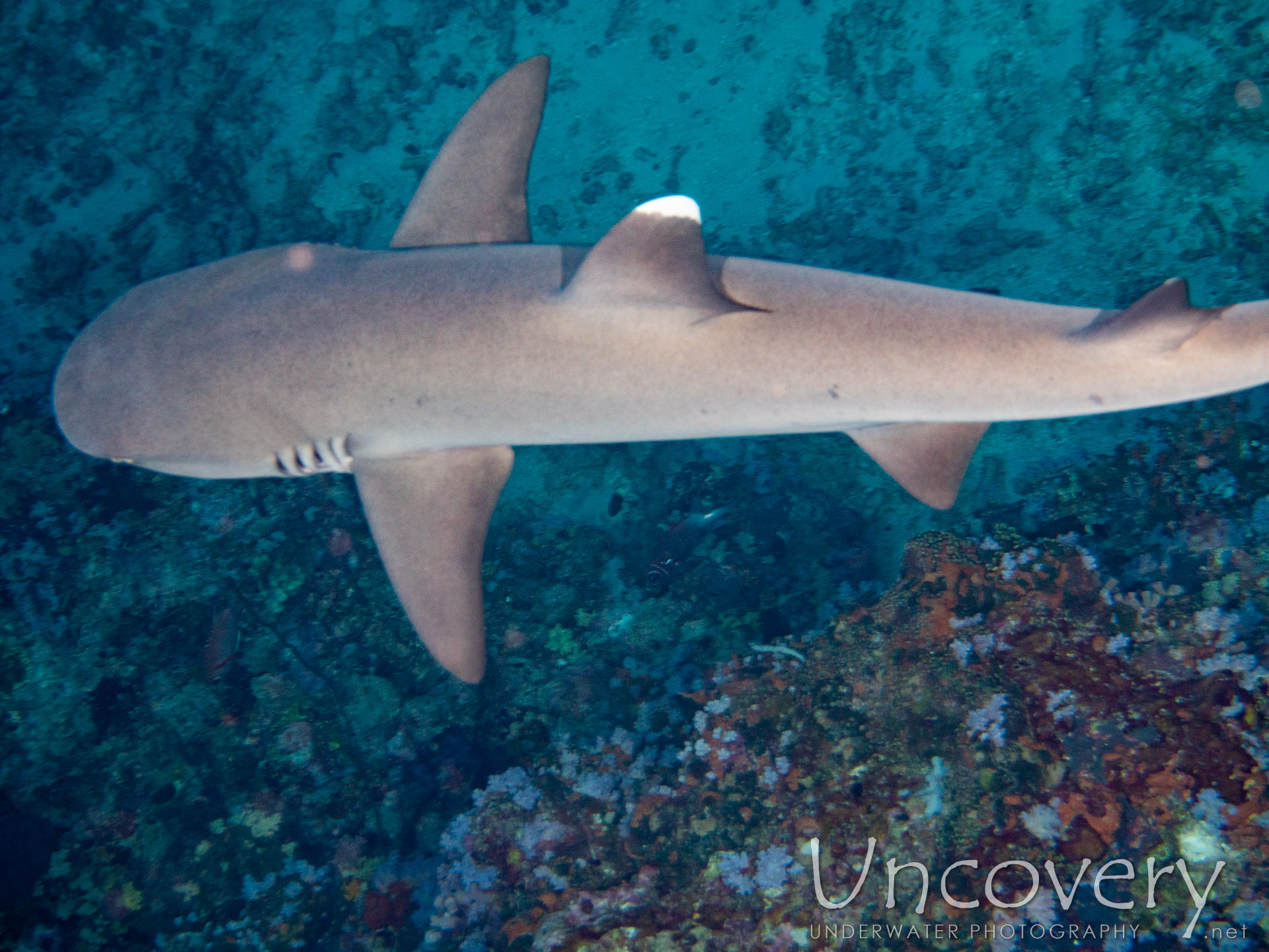 White Tip Reefshark (triaenodon Obesus), photo taken in Maldives, Male Atoll, South Male Atoll, Cocoa Thila