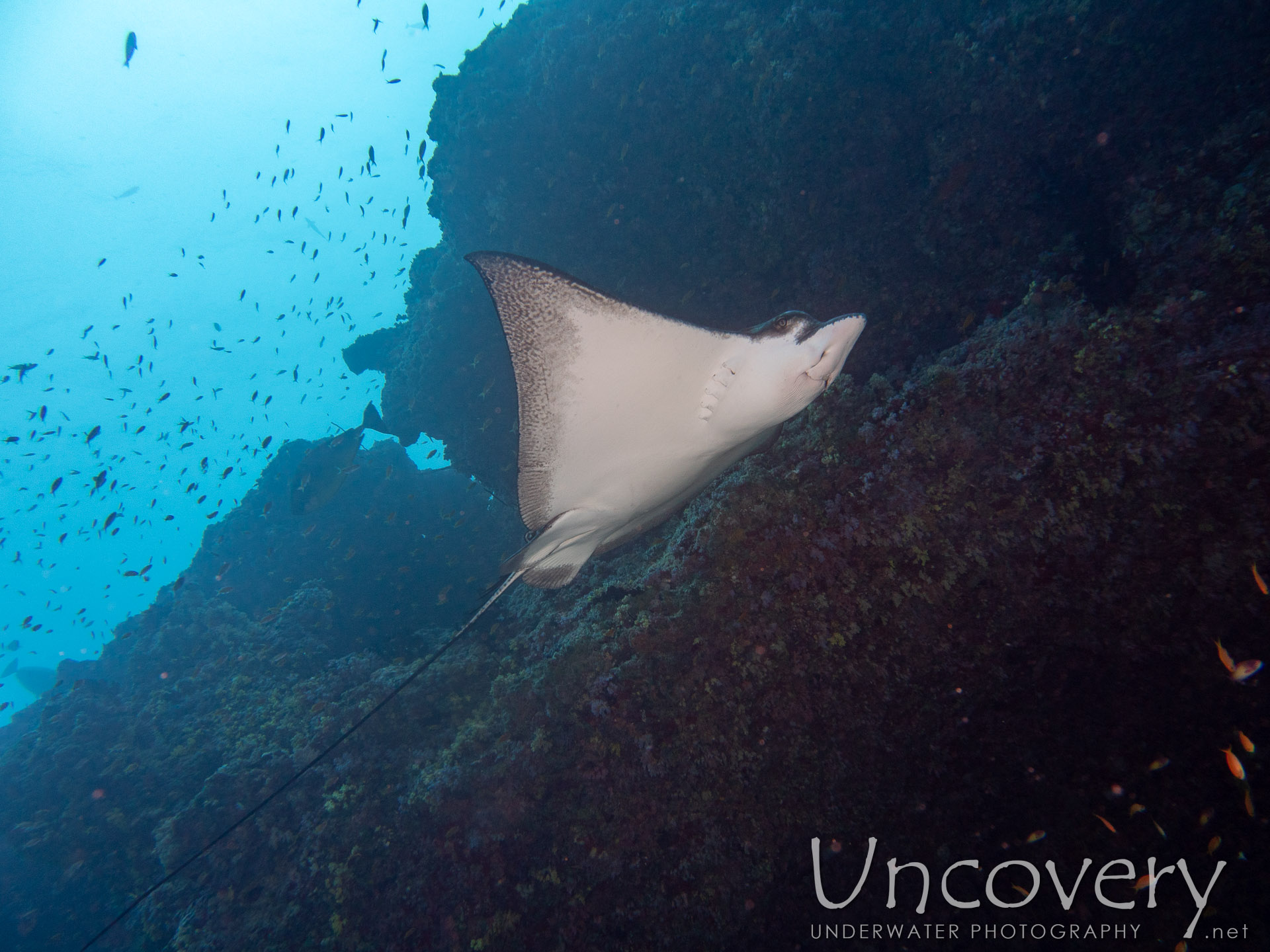 Ocellated Eagle Ray (aetobatus Ocellatus), photo taken in Maldives, Male Atoll, South Male Atoll, Cocoa Thila